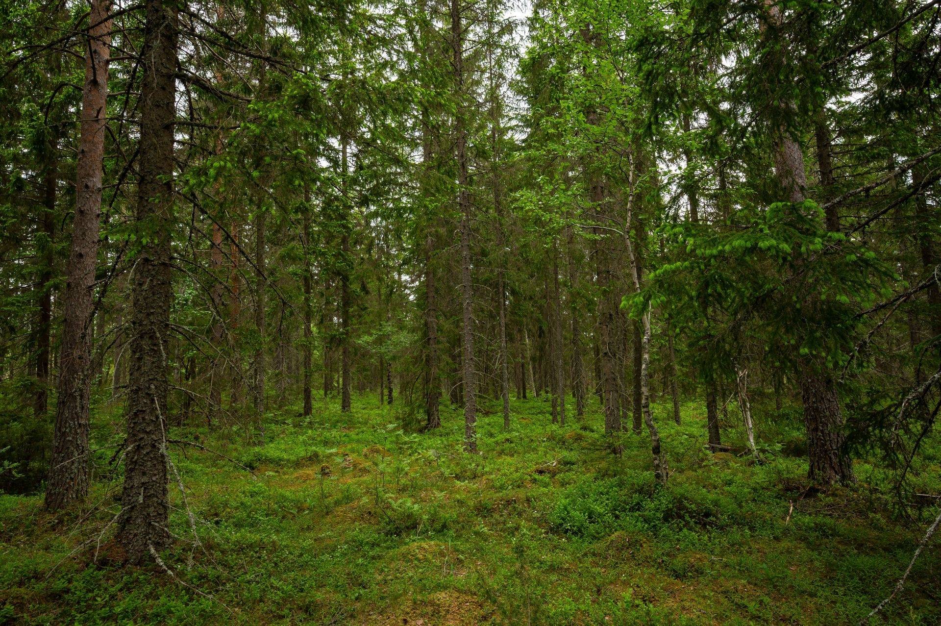 Gård/skog på OCKELBO BÖLE 1:6 Böle Ockelbo kommun - bild 7