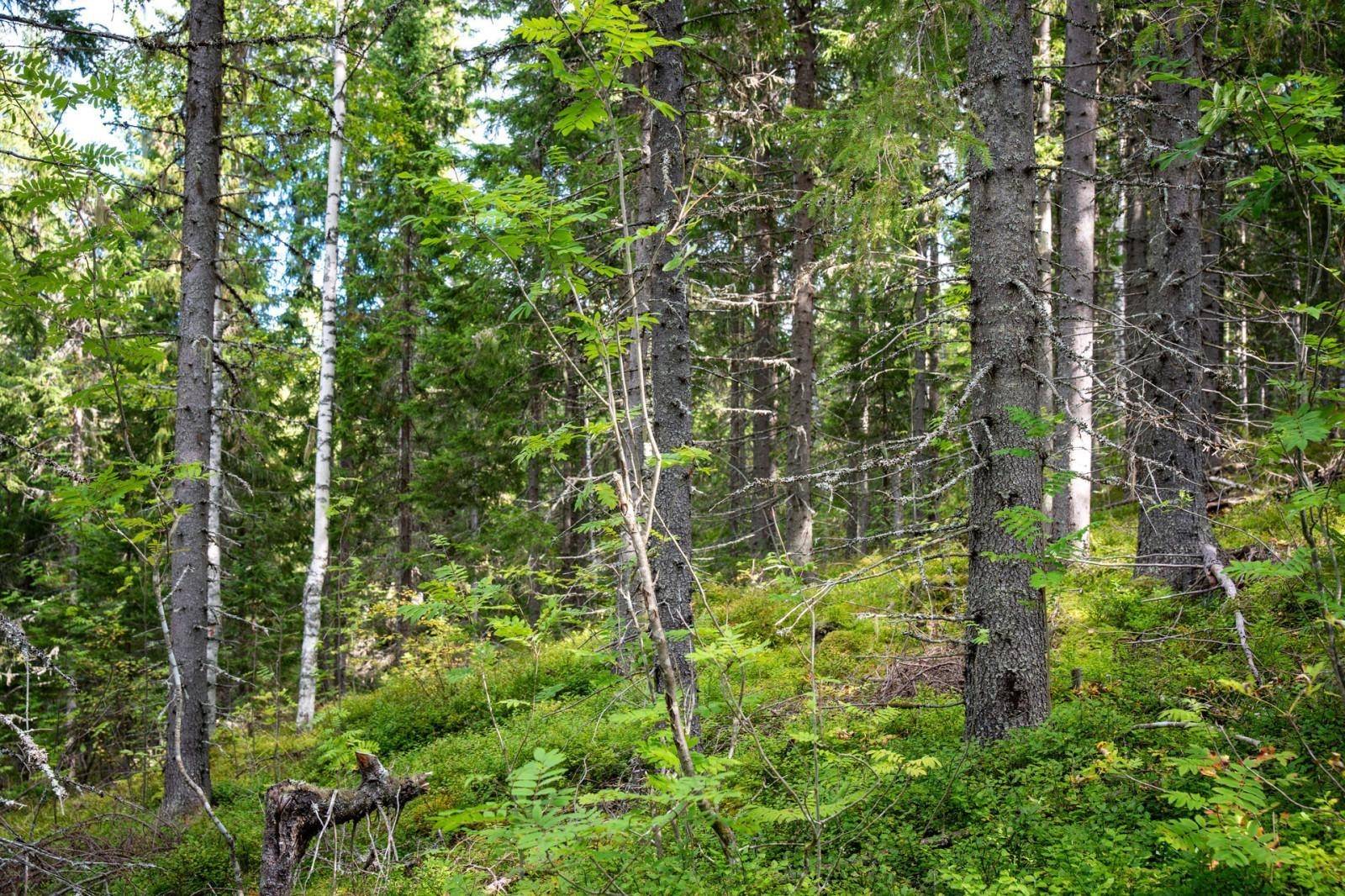 Indal, Sundsvalls kommun
