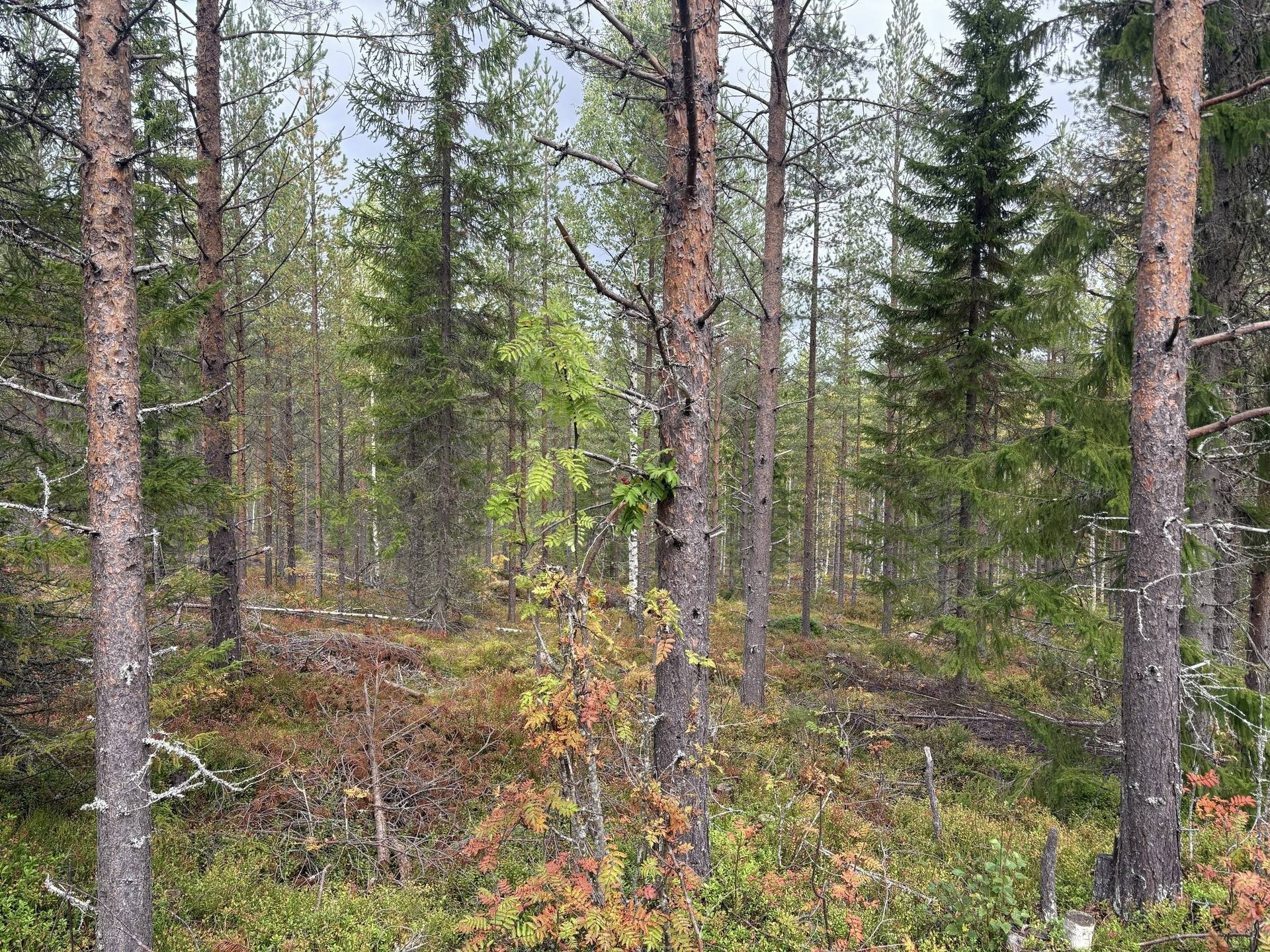 Gård/skog på Brattsbacka Nordmalings kommun - bild 9