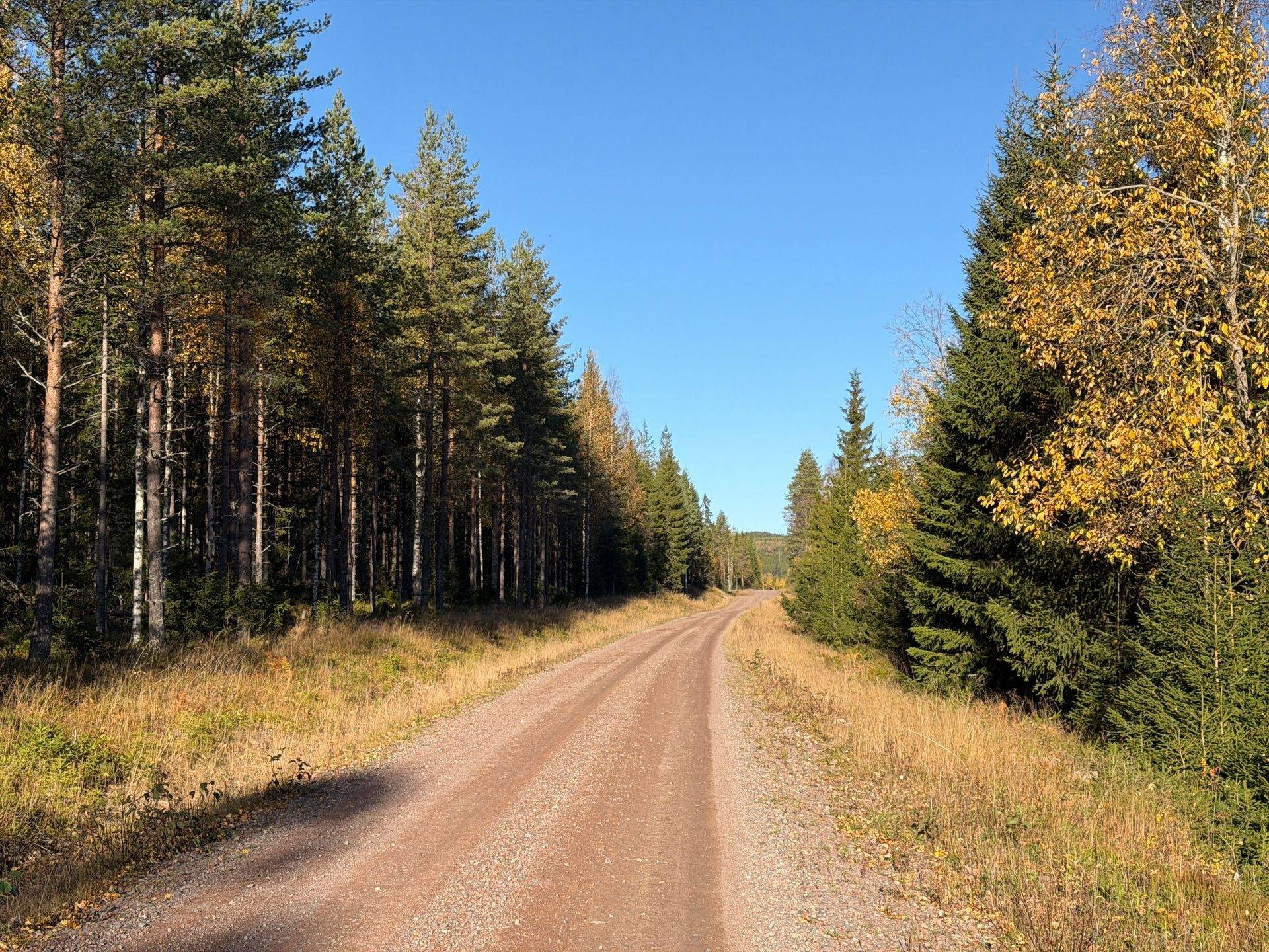 Gård/skog på Hansjö 8:5 Orsa kommun - bild 20