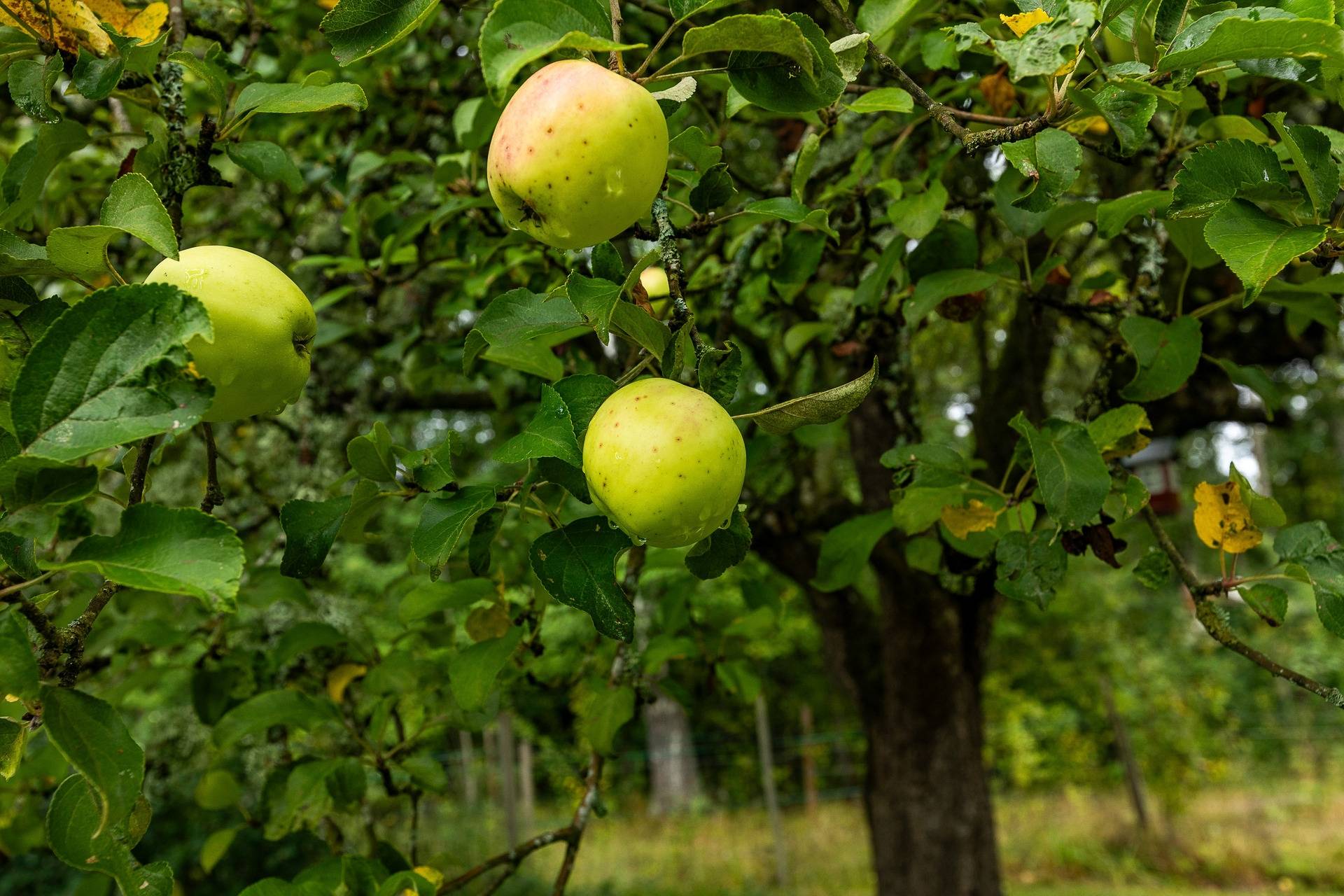 4 rum Villa på Kolaretorp 136 och Kolaretorp 137 Nybro Nybro kommun - bild 38