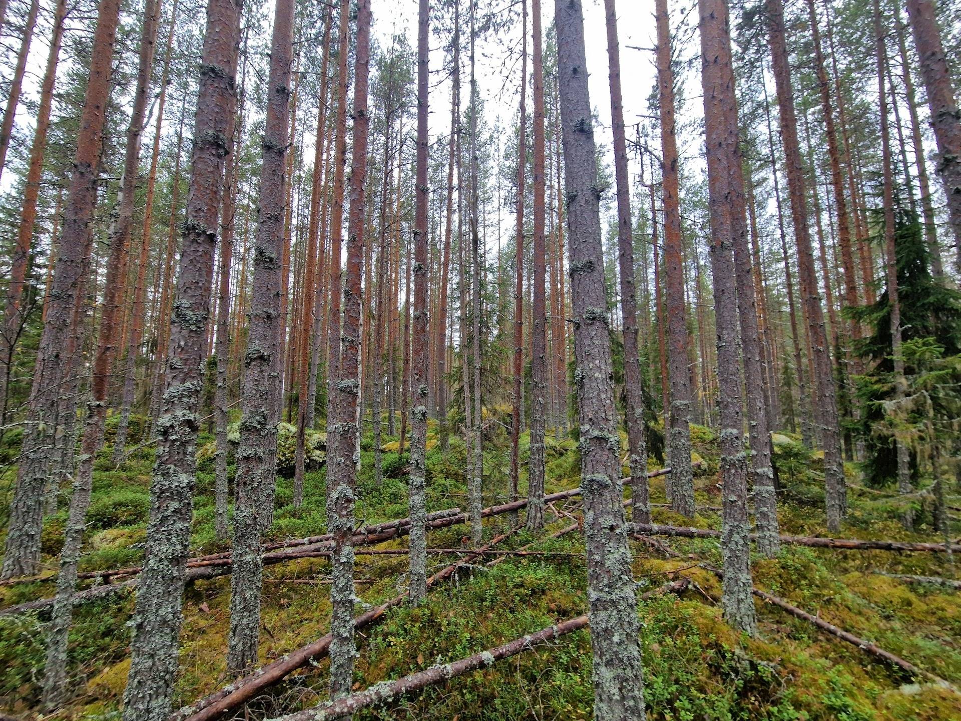Gård med skogsbruk på BRÄCKE LUND 2:113 & 2:83 Sörbygden Bräcke kommun - bild 10