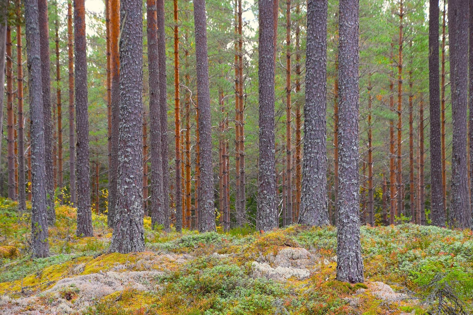 Gård med skogsbruk på Gravol Gravol Torsby kommun - bild 13