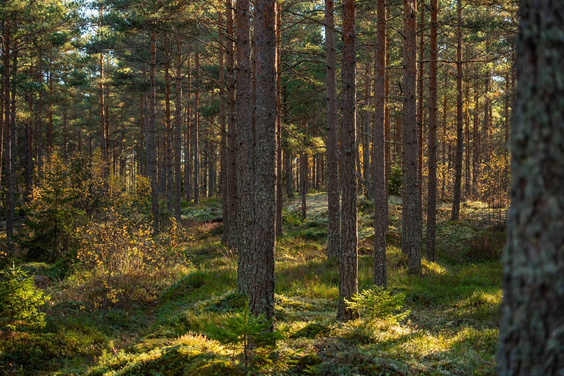 Gård med skogsbruk på Sanda Kristinehamns kommun - bild 3