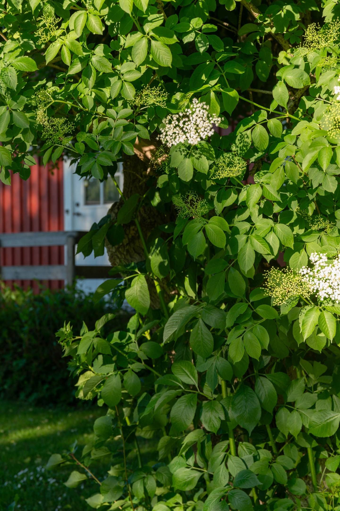 8 rum Villa på Forshall Östra Forsöle 1 Forshall Grästorps kommun - bild 45