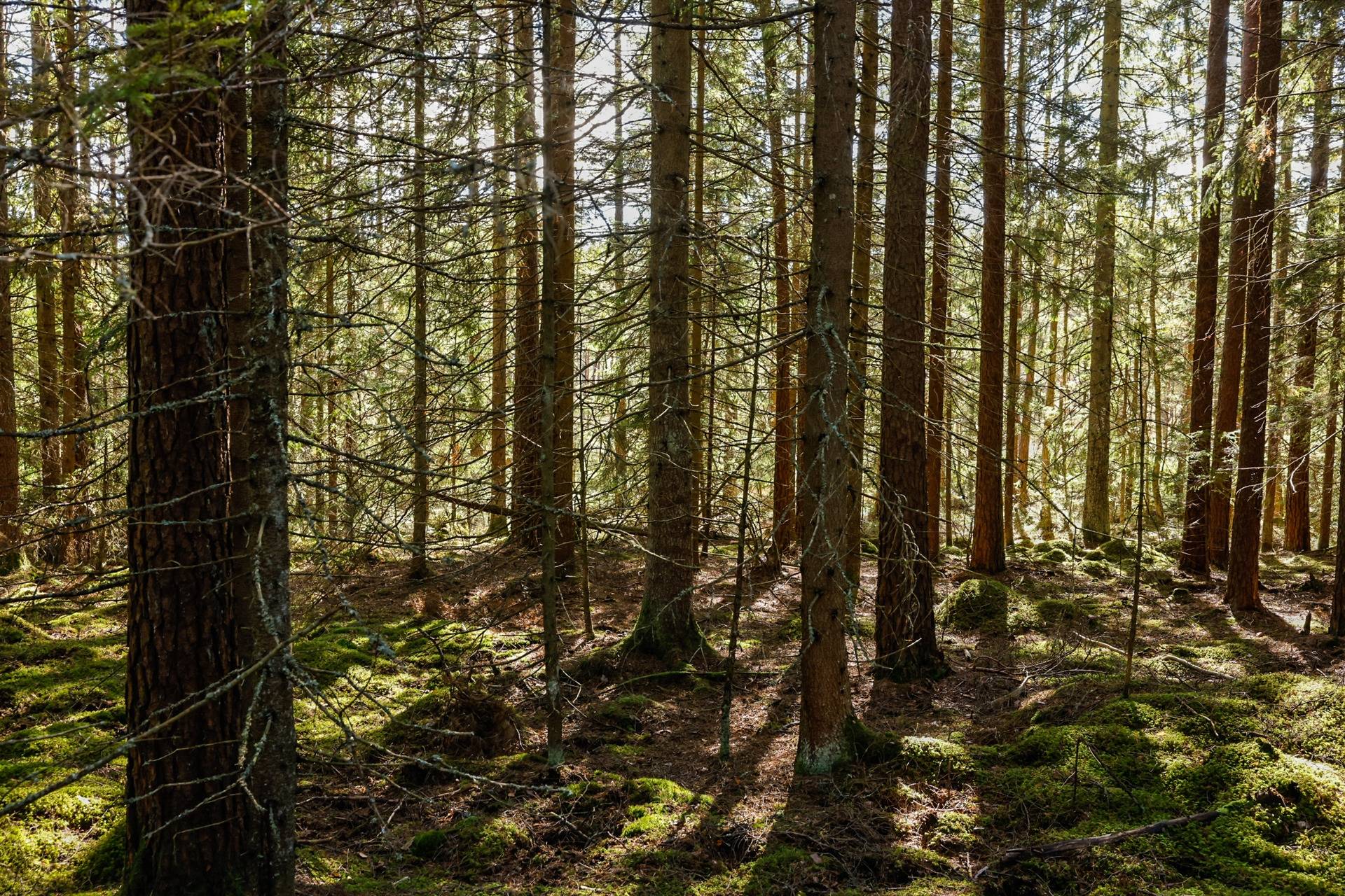 Gård/skog på SVENLJUNGA UGGLEBO 2:3 Örsås Svenljunga kommun - bild 20