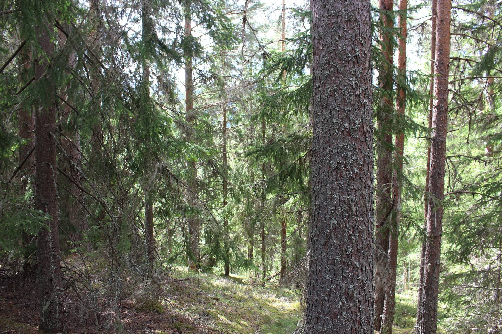 Gård med jordbruk på Lillbergsgården Torsby kommun - bild 24
