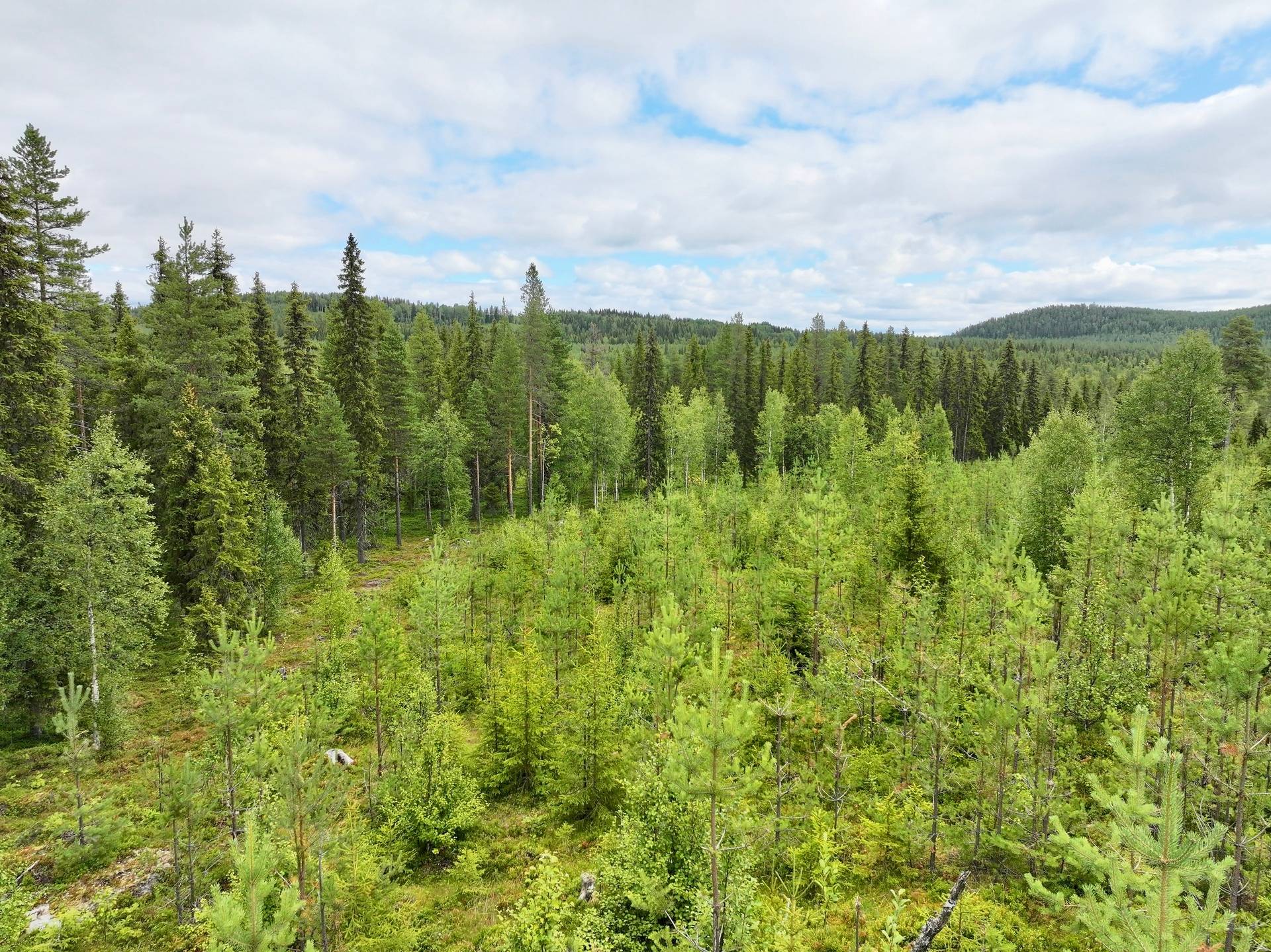 Gård/skog på Björksele 1:44 Lycksele kommun - bild 12