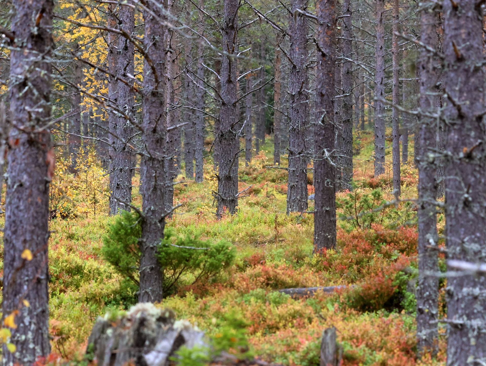 Glöte, Lofsdalen, Härjedalens kommun