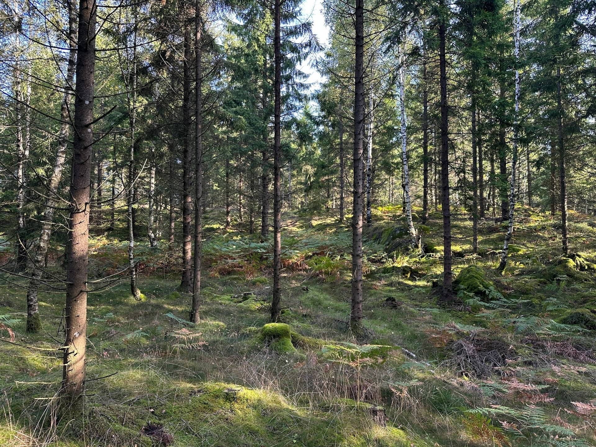 Gård med skogsbruk på MARK ANABÄCKSHULT 2:14 Anabäckshult Marks kommun - bild 12