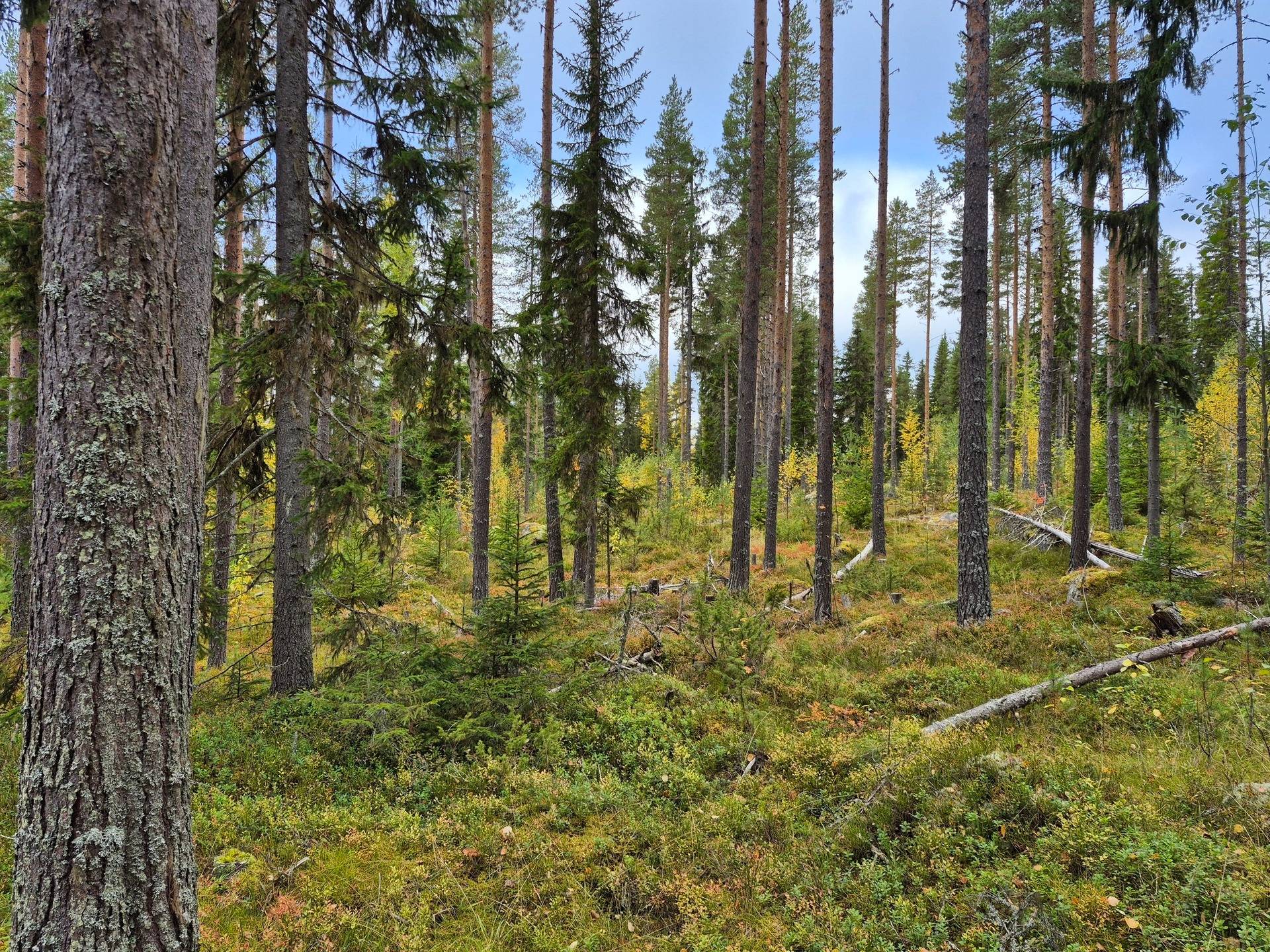Gård/skog på Bördigt vid Norrberg LJUSDAL - NORRBERG Ljusdals kommun - bild 15
