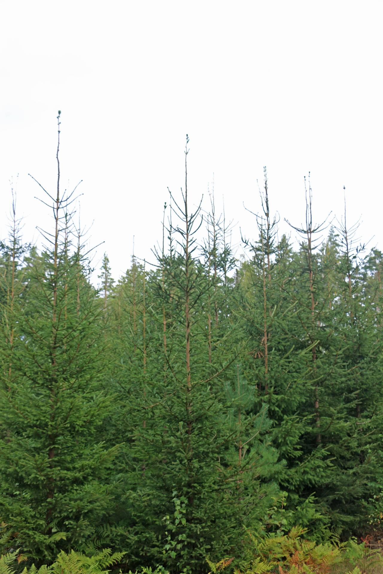 Gård/skog på Fliseryds-Boda Skog AB Mönsterås kommun - bild 10