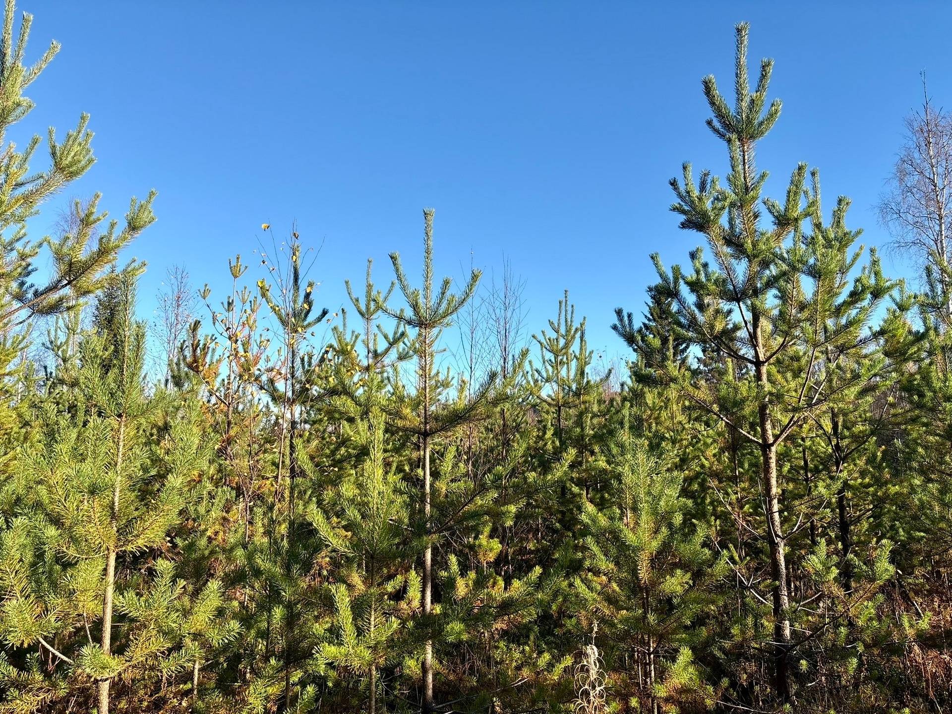 Gård/skog på Granön 4:6 Vindelns kommun - bild 8