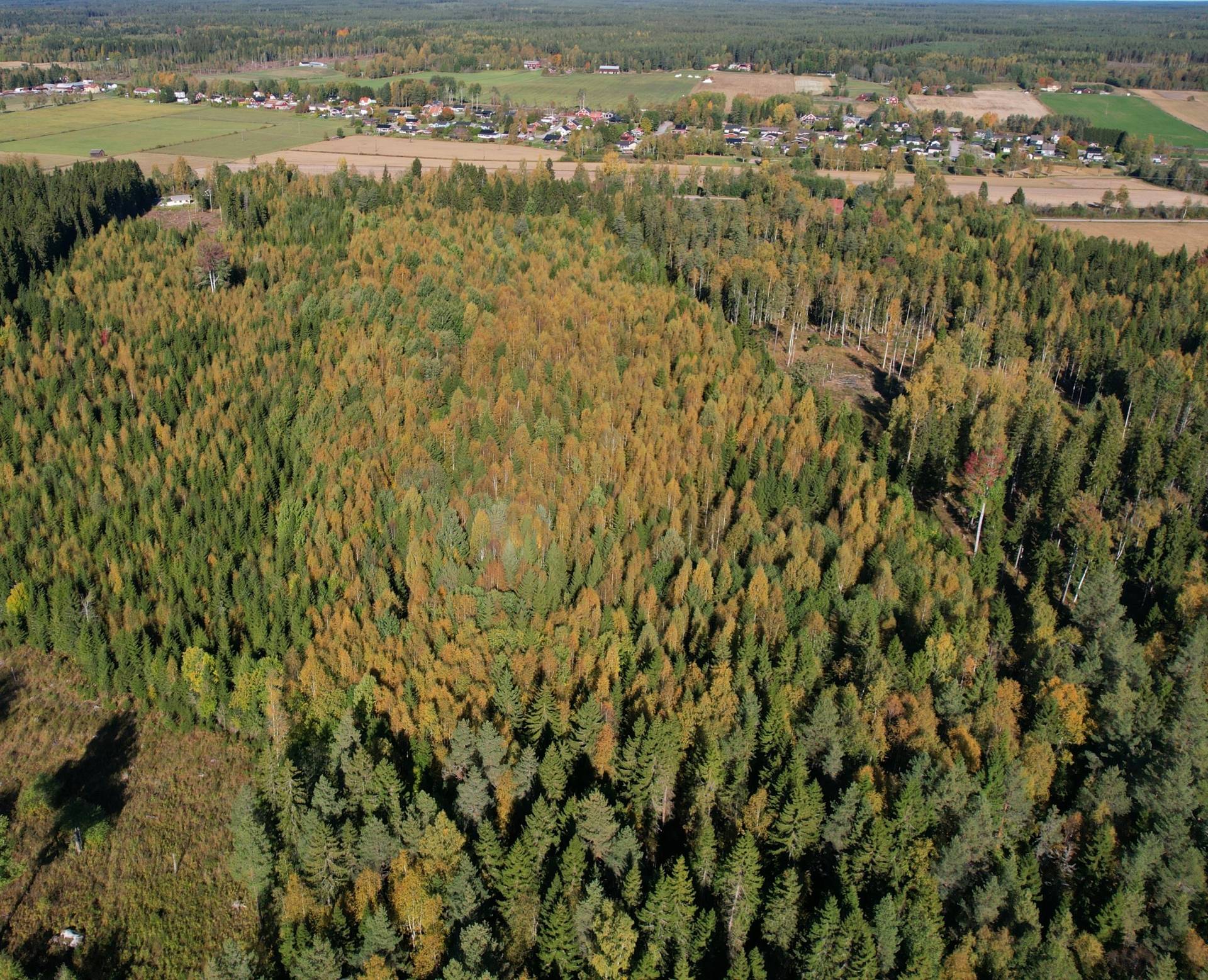 Gård med skogsbruk på Landtjärn Sandvikens kommun - bild 18