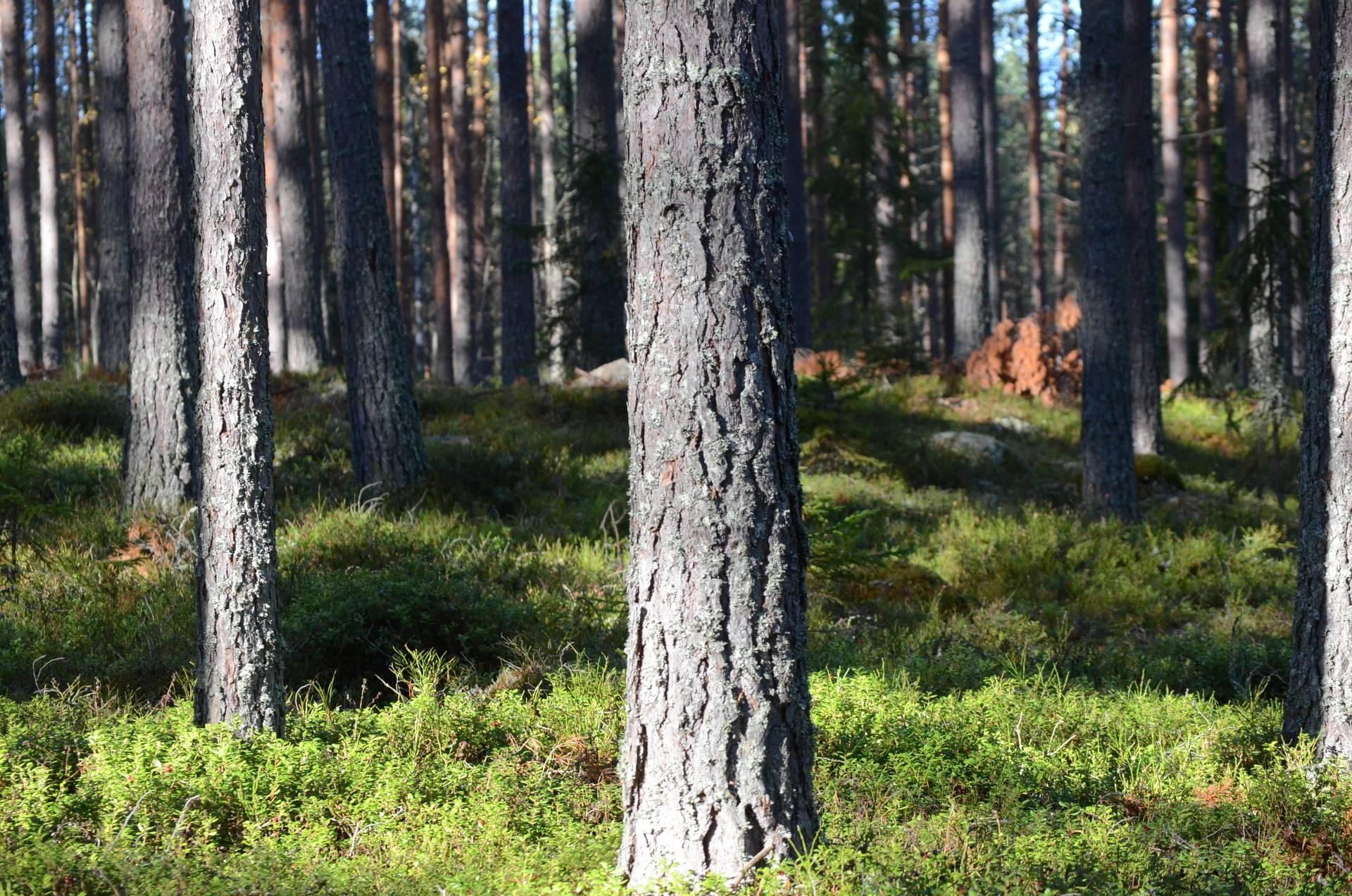 Gård med skogsbruk på Utanmyra Falu kommun - bild 9