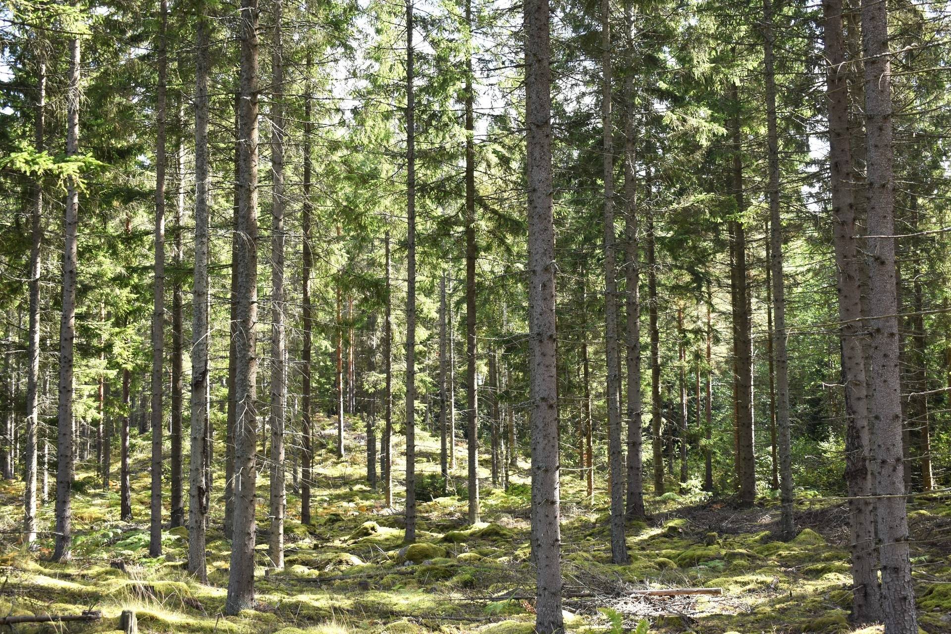Gård med skogsbruk på Gårdsryd 1:2, 3:2 Gårdsryd Nybro kommun - bild 2