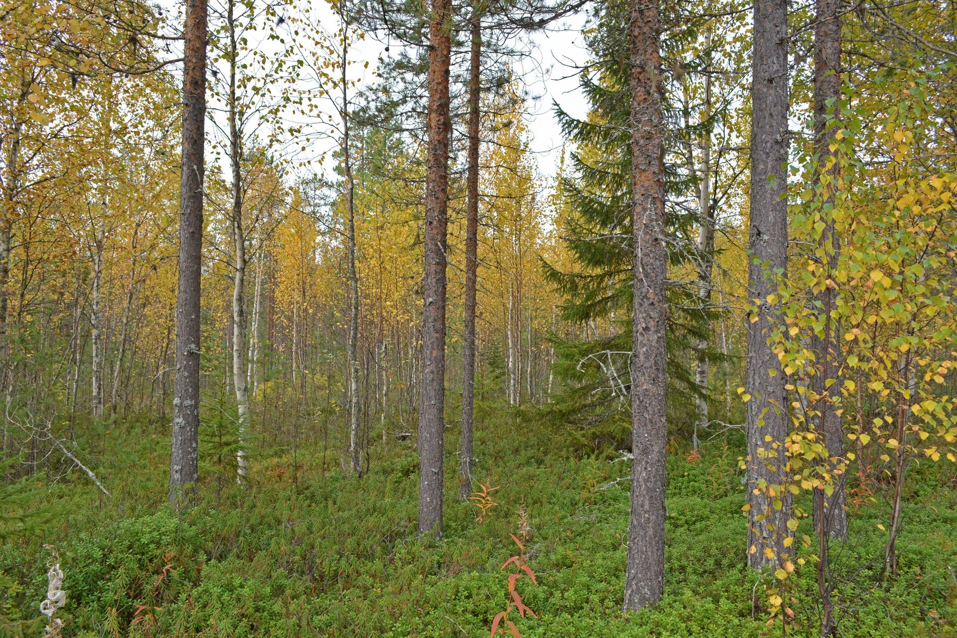 Gård/skog på Hirvijärvi Övertorneå kommun - bild 6