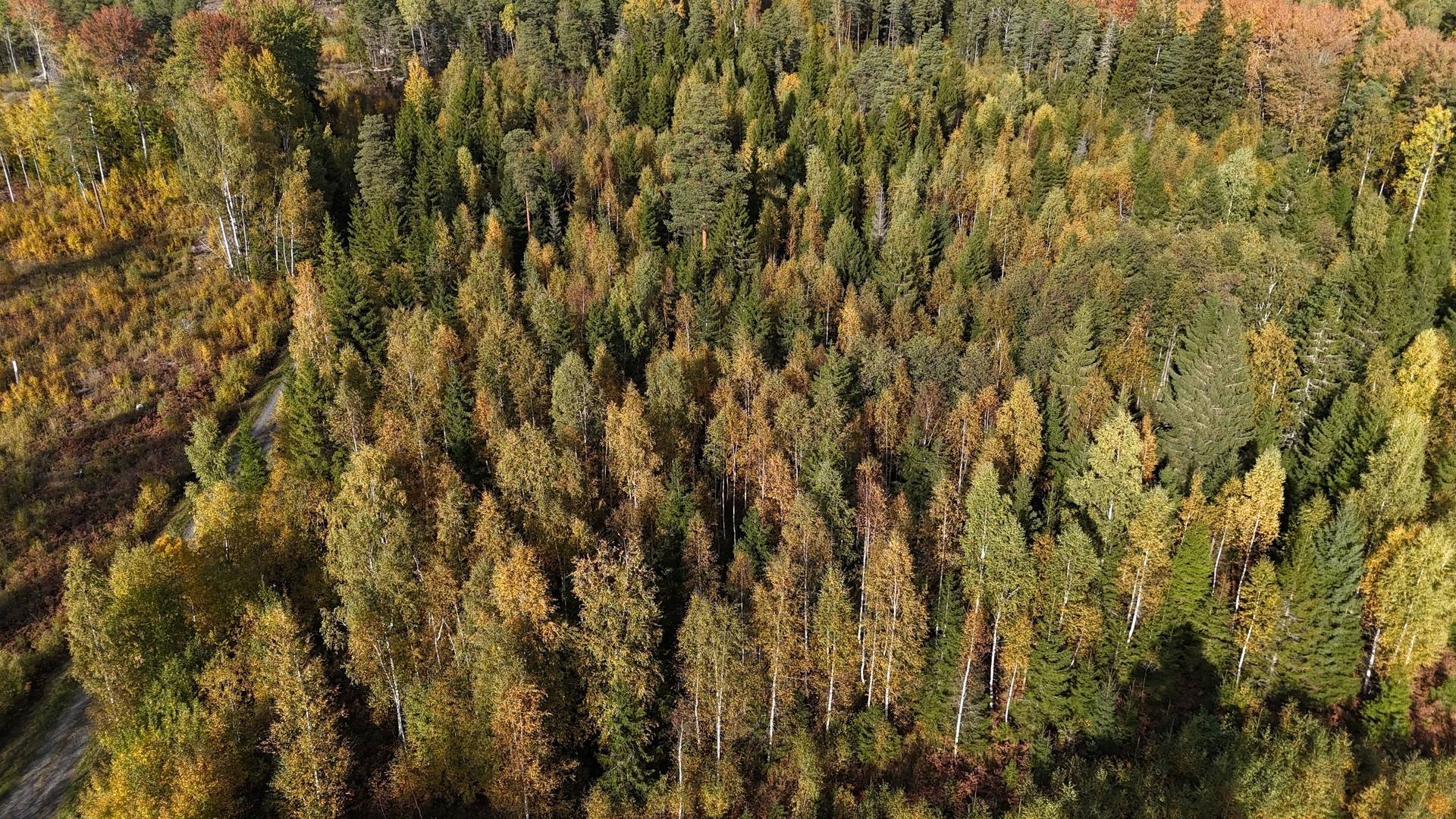 Gård/skog på Vamsta, intill naturreservatet Östhammars kommun - bild 6