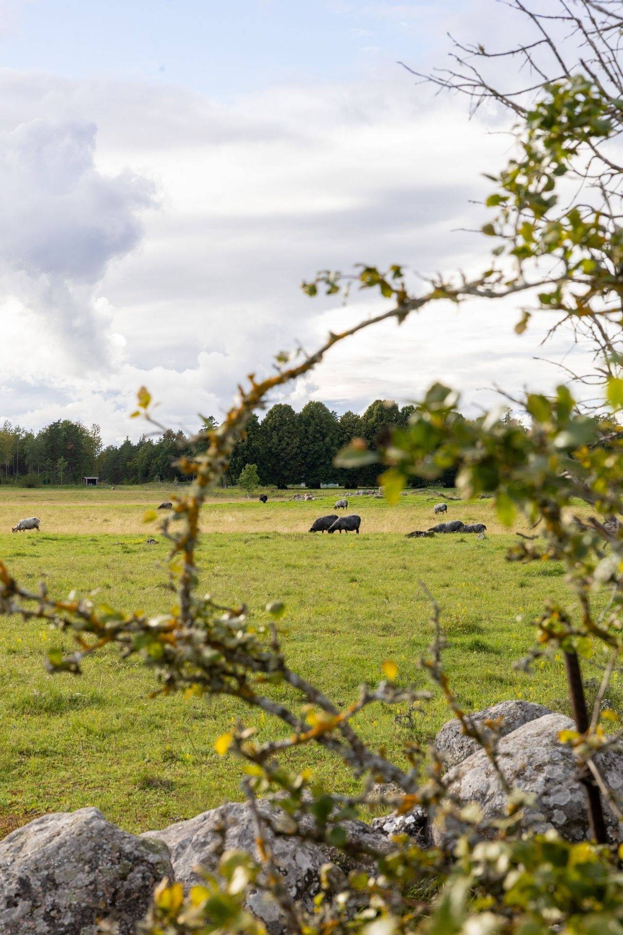 2 rum Vinterbonat fritidshus på Kräklingbo Tings 628 Katthammarsvik Gotlands kommun - bild 41