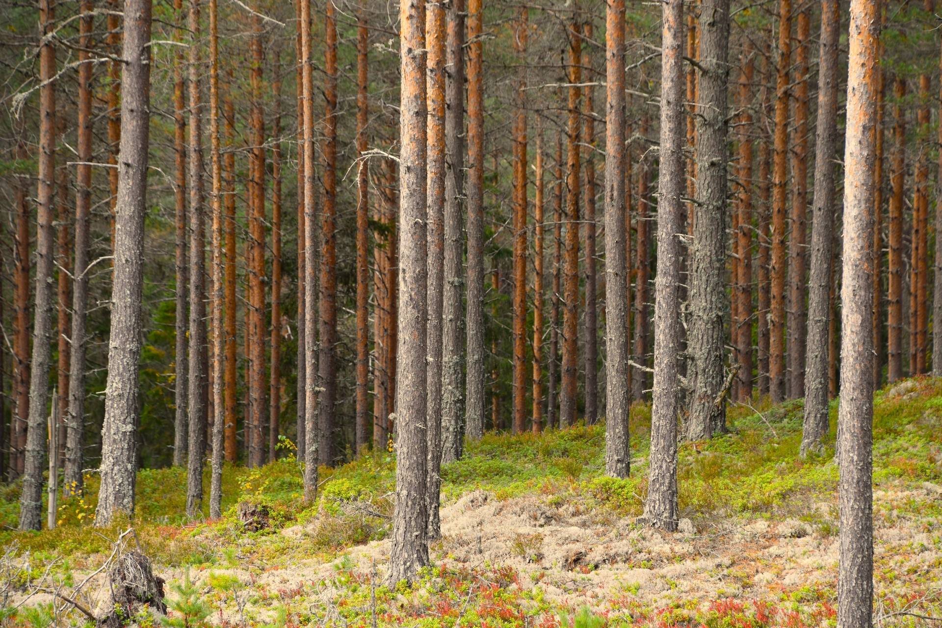Gård med skogsbruk på Gravol Gravol Torsby kommun - bild 10