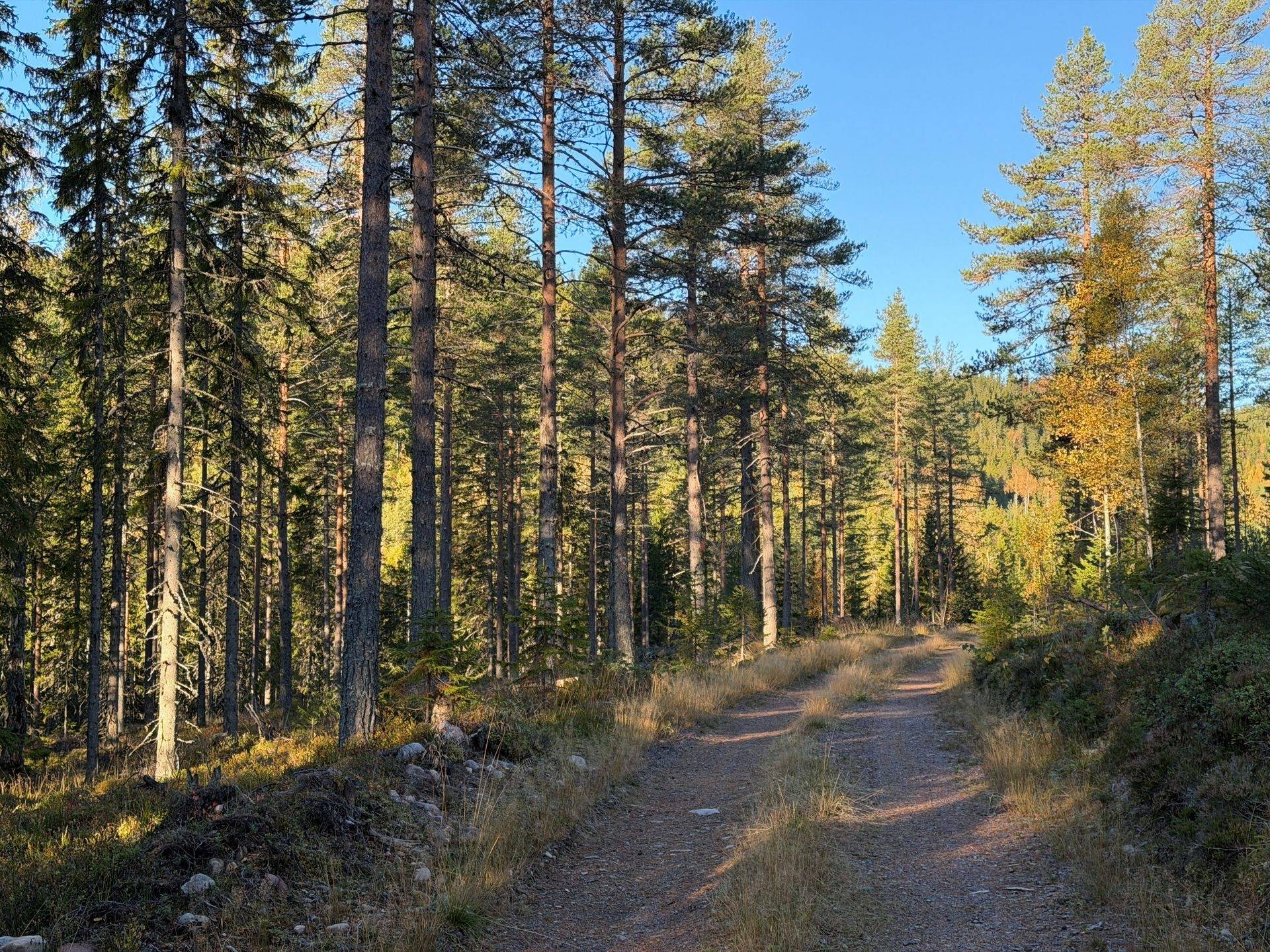 Gård/skog på Hansjö 8:5 Orsa kommun - bild 19