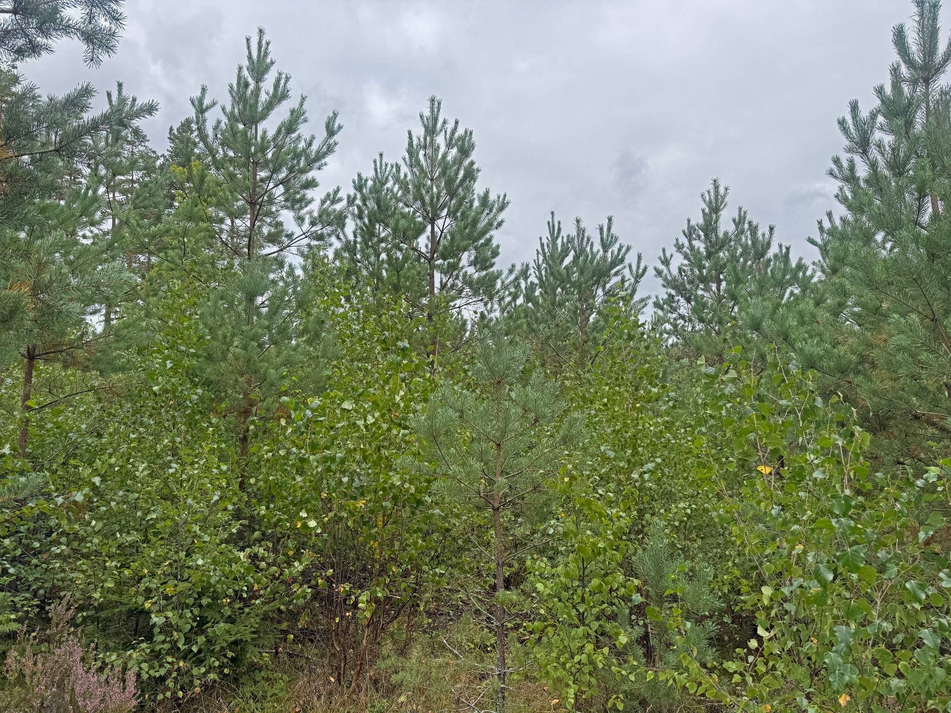 Gård/skog på Stora Aby Skog AB Hultsfreds kommun - bild 7
