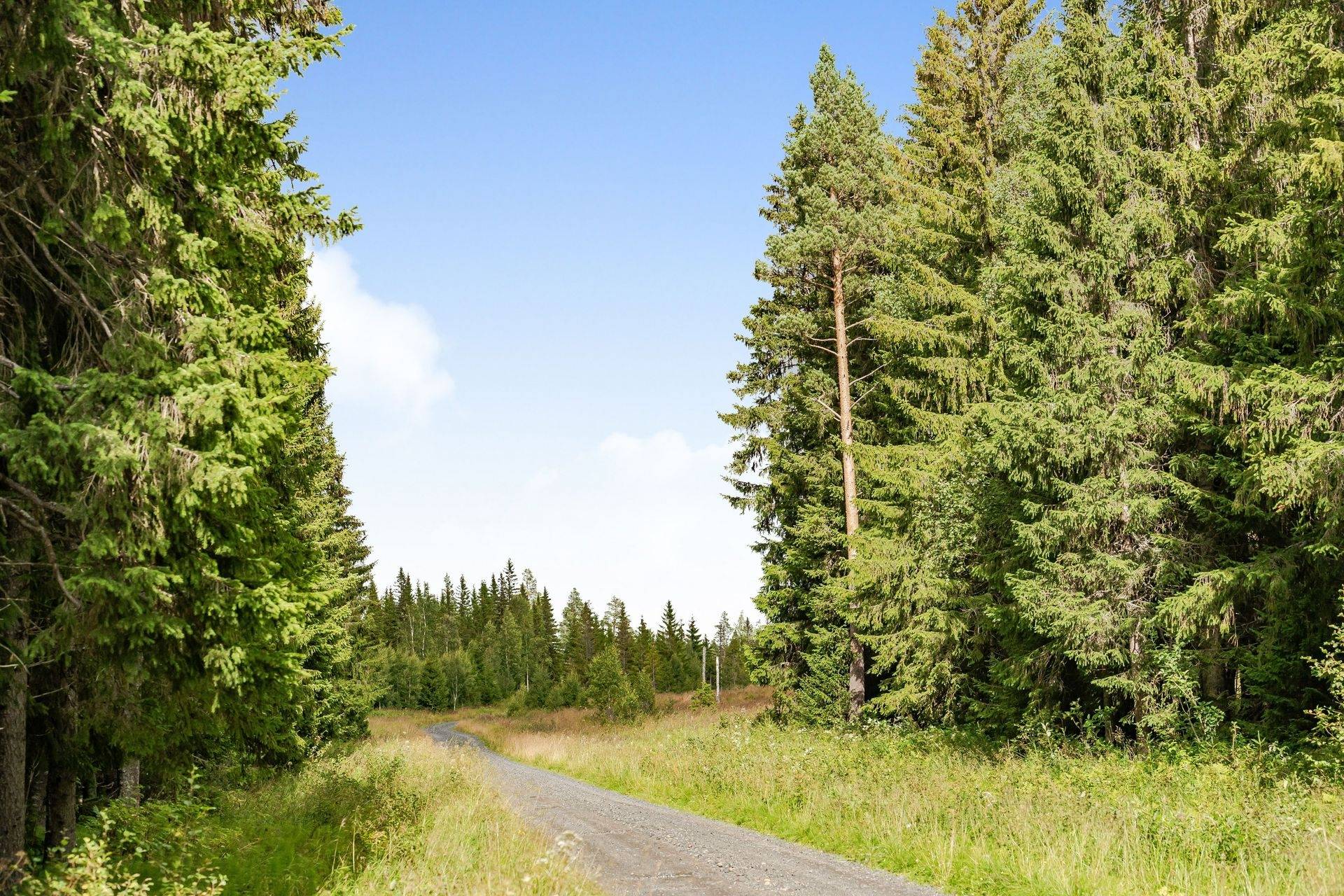 Gård med jordbruk på Högenvägen 29 Hallen Åre kommun - bild 65