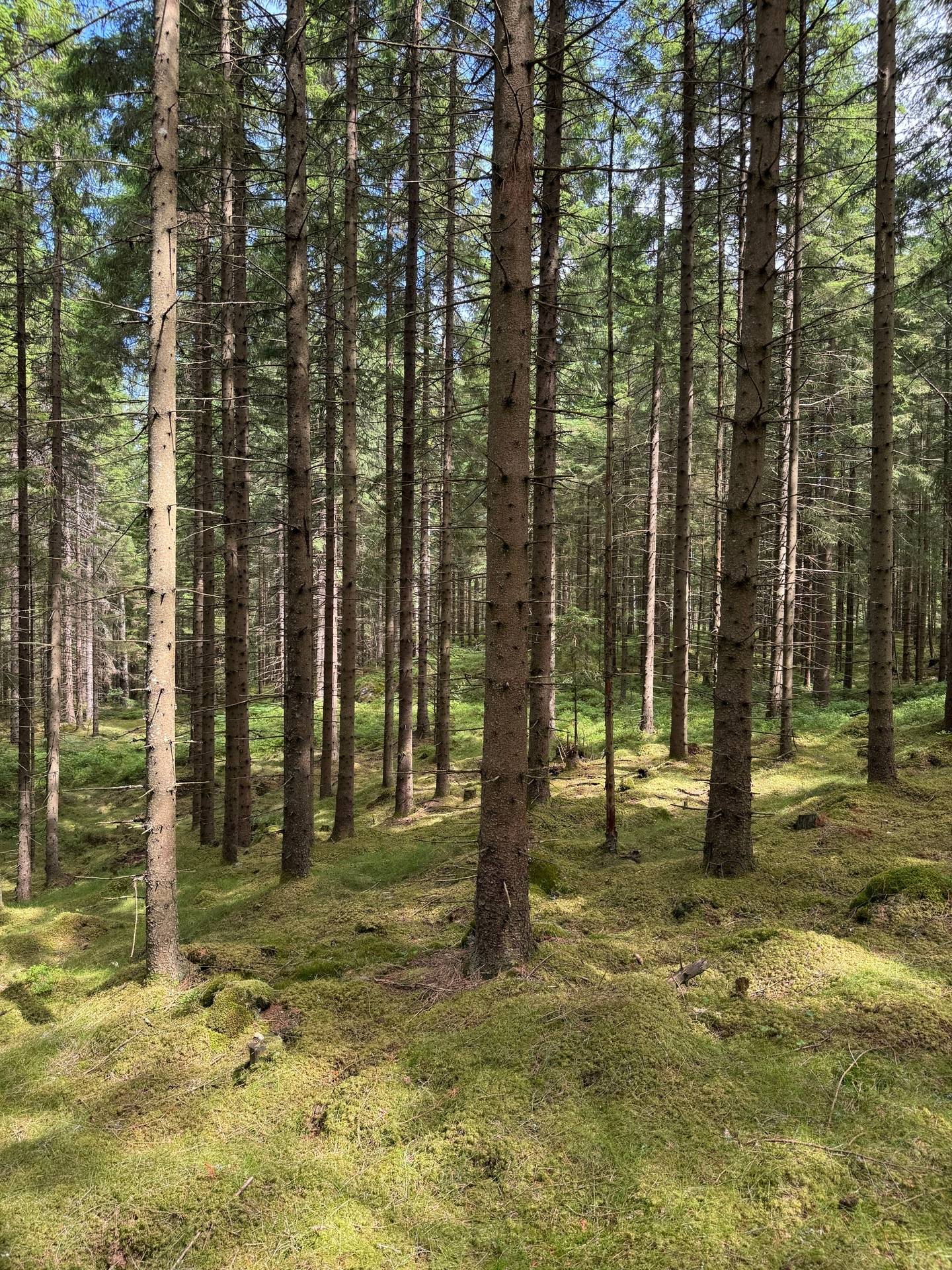 Gård med jordbruk på Ringestena Lillegården 1 Ringestena Svenljunga kommun - bild 49