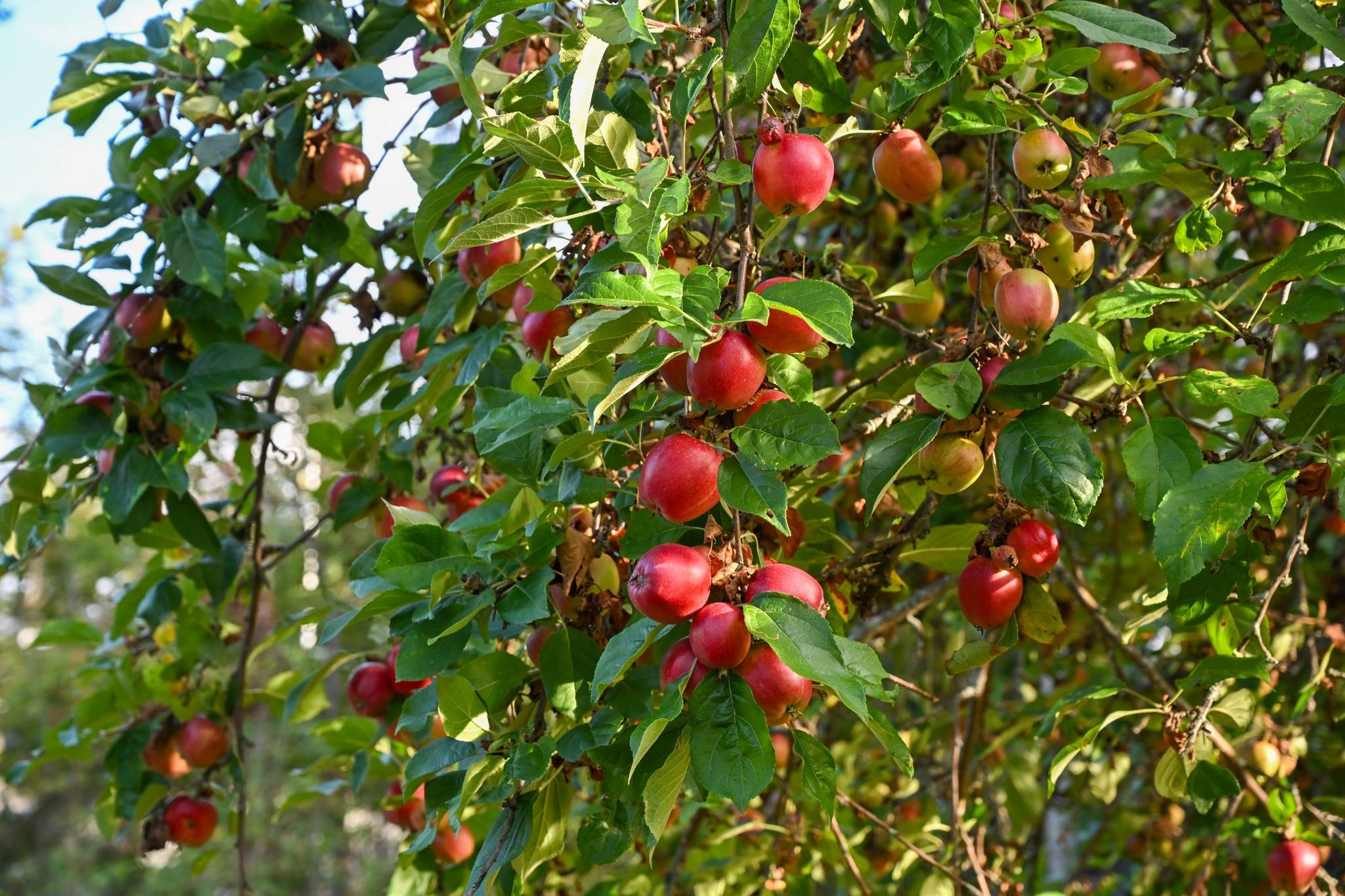6 rum Villa på Villa Nytorpshöjden Trinntorp Tyresö kommun - bild 48