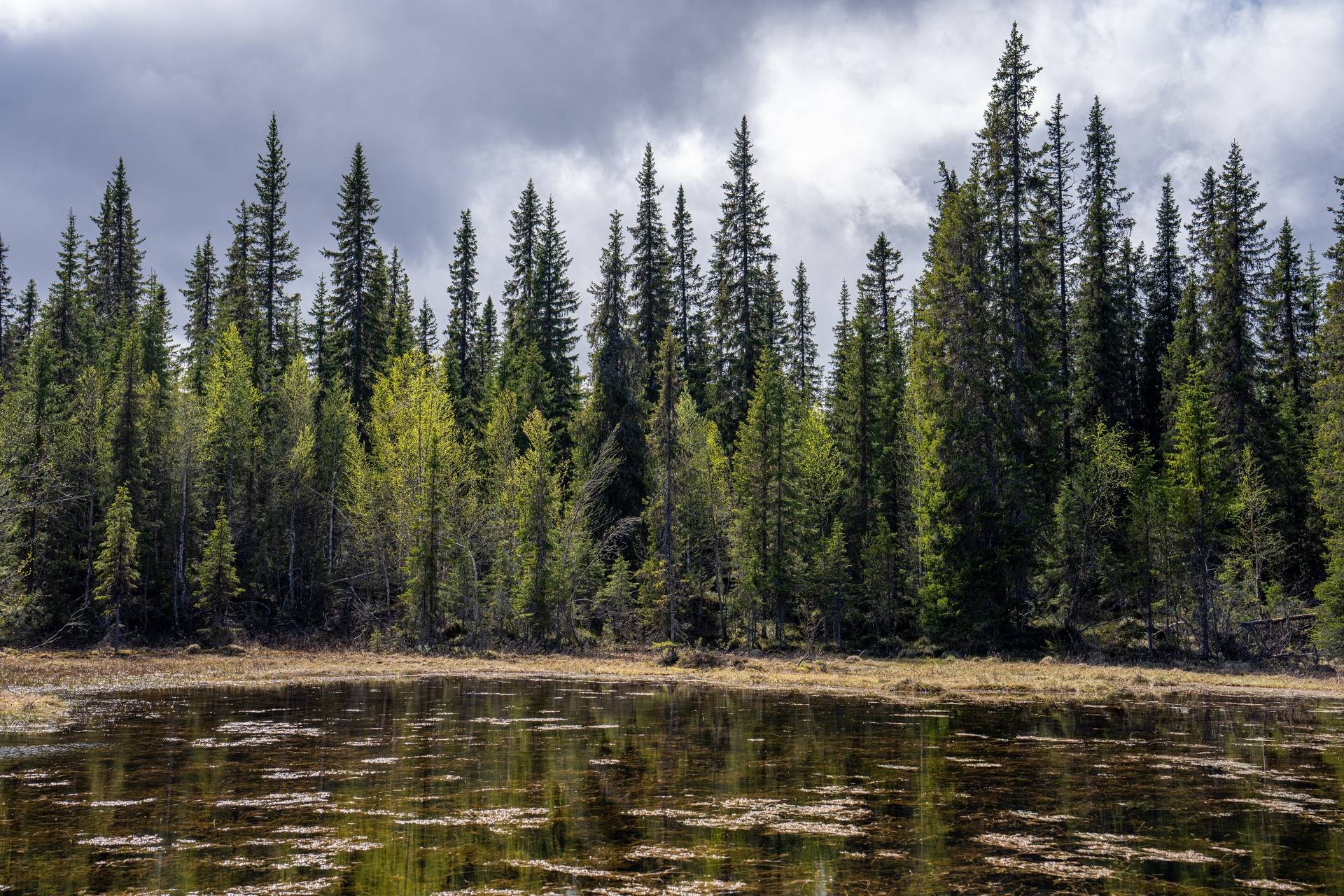 Gård/skog på Järvsjö 1:7 Storumans kommun - bild 19