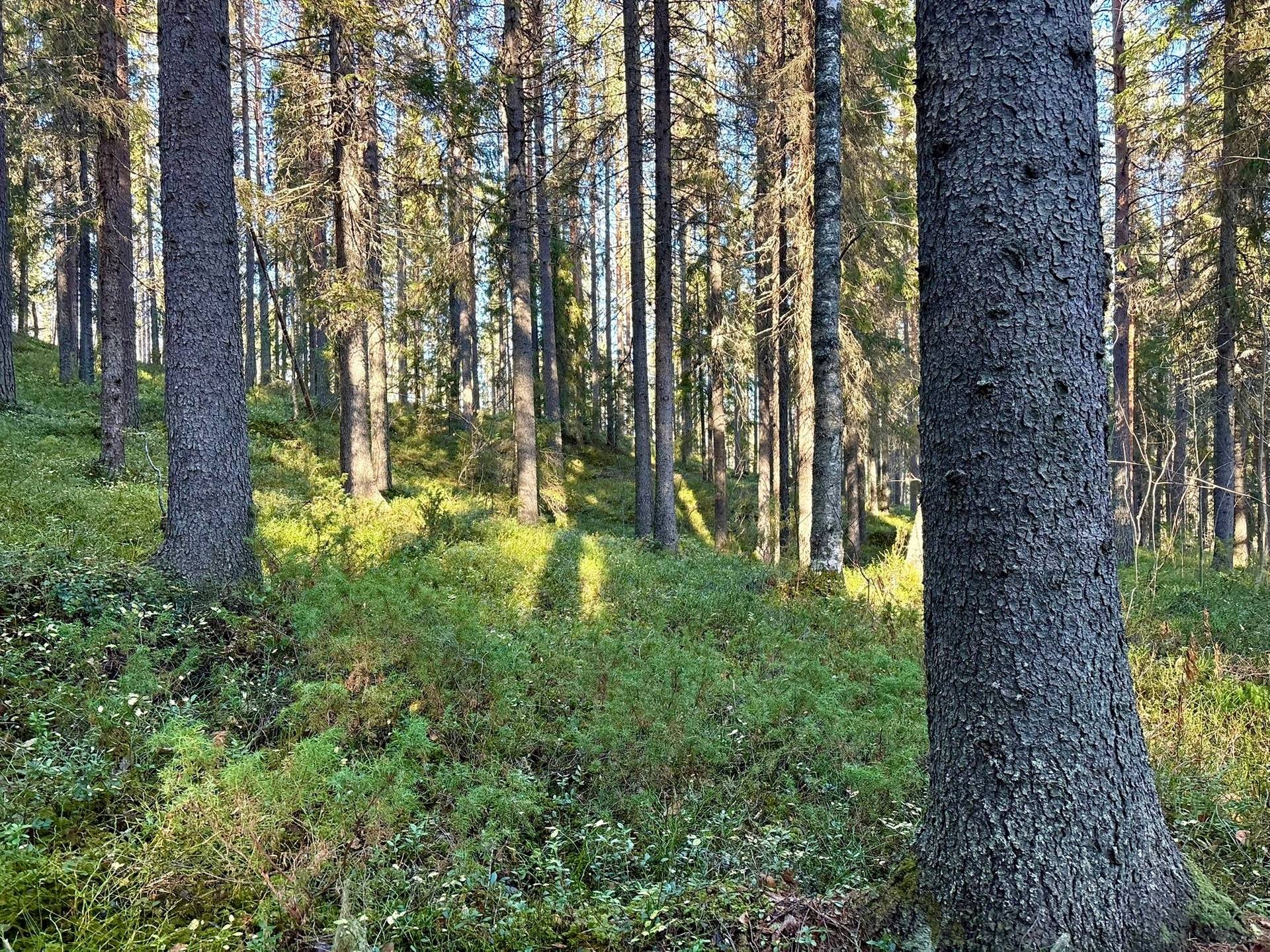 Gård/skog på Granön 4:6 Vindelns kommun - bild 9