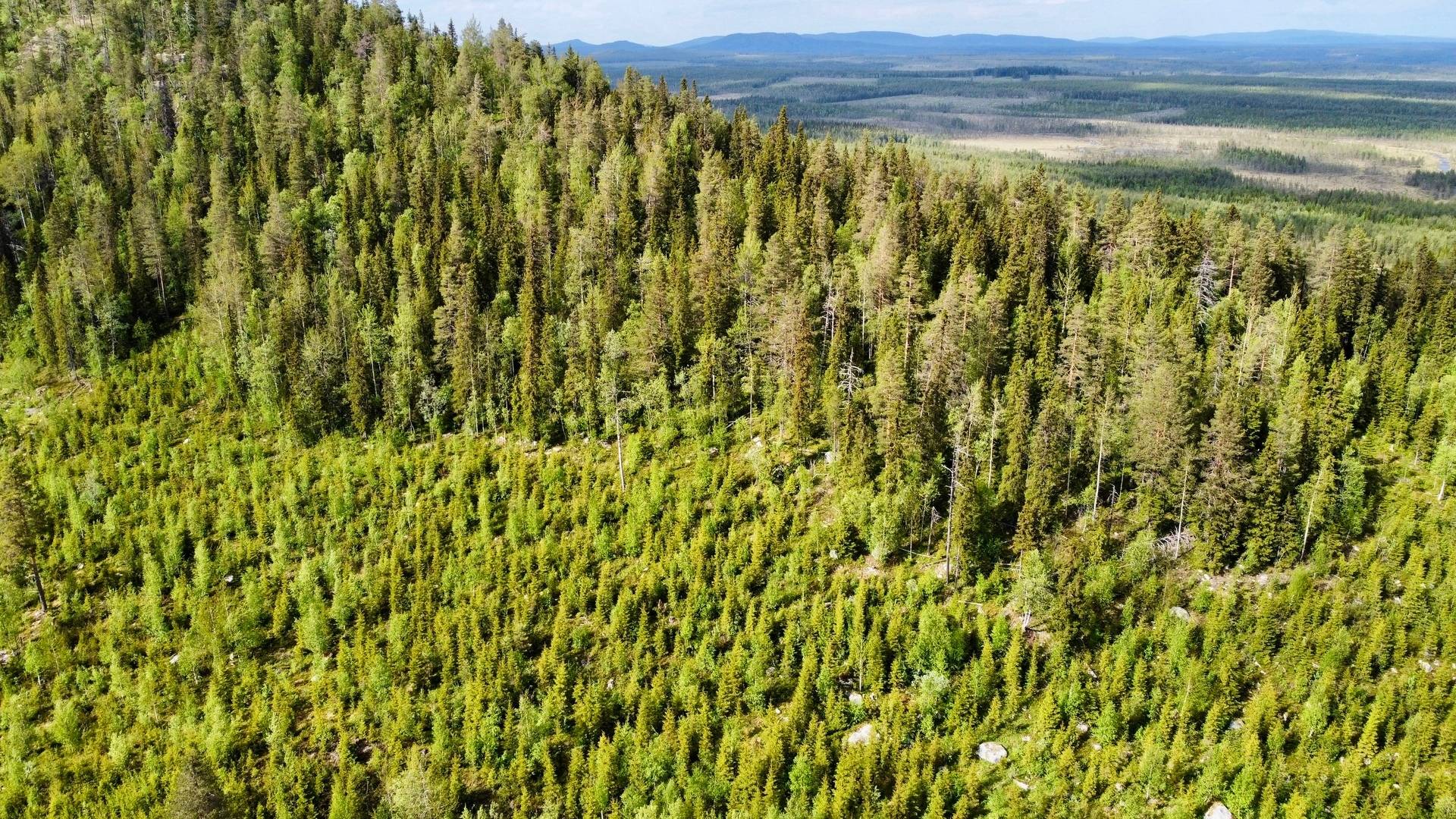 Gård/skog på Granberget Malå kommun - bild 8