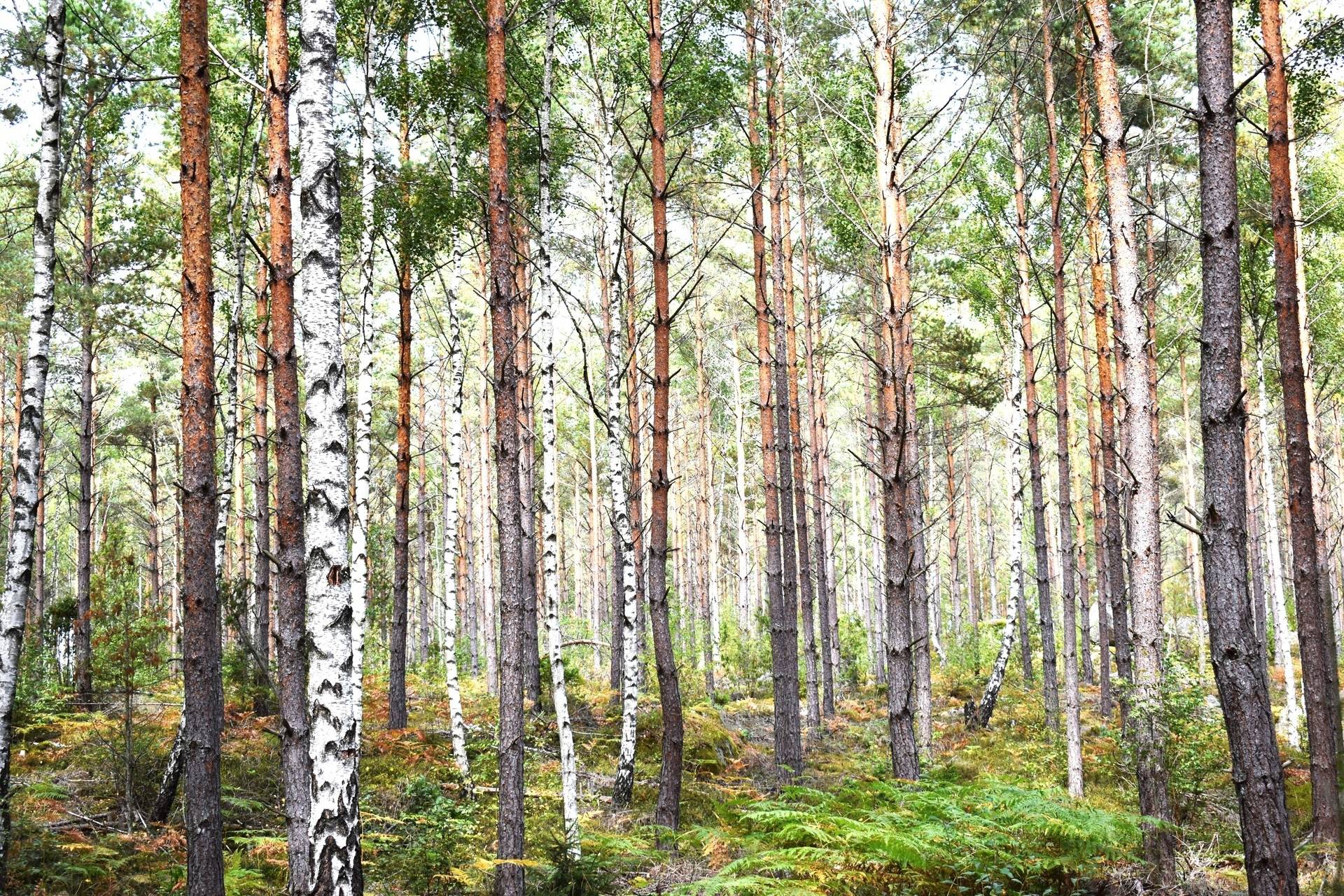 Gård med skogsbruk på Svalehult Nybro kommun - bild 5