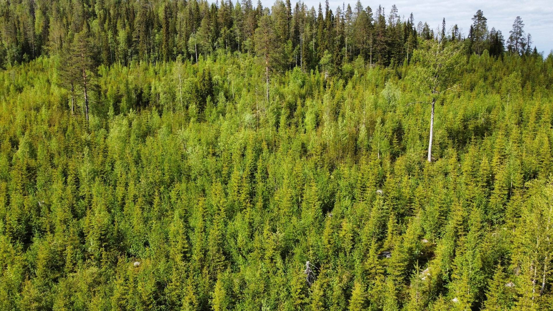 Gård/skog på Granberget Malå kommun - bild 6