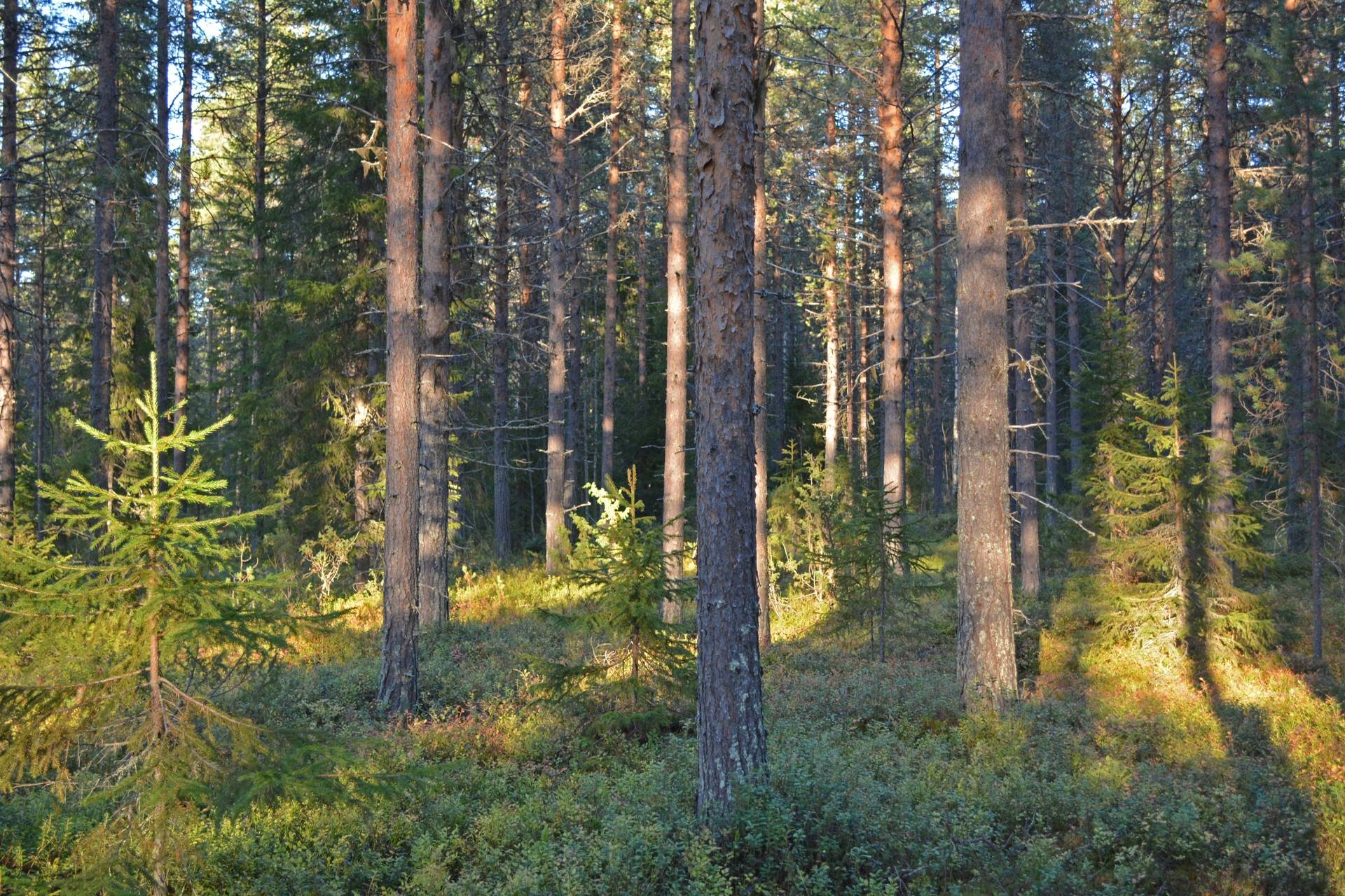 Gård med skogsbruk på Jierijärvi Pajala kommun - bild 4