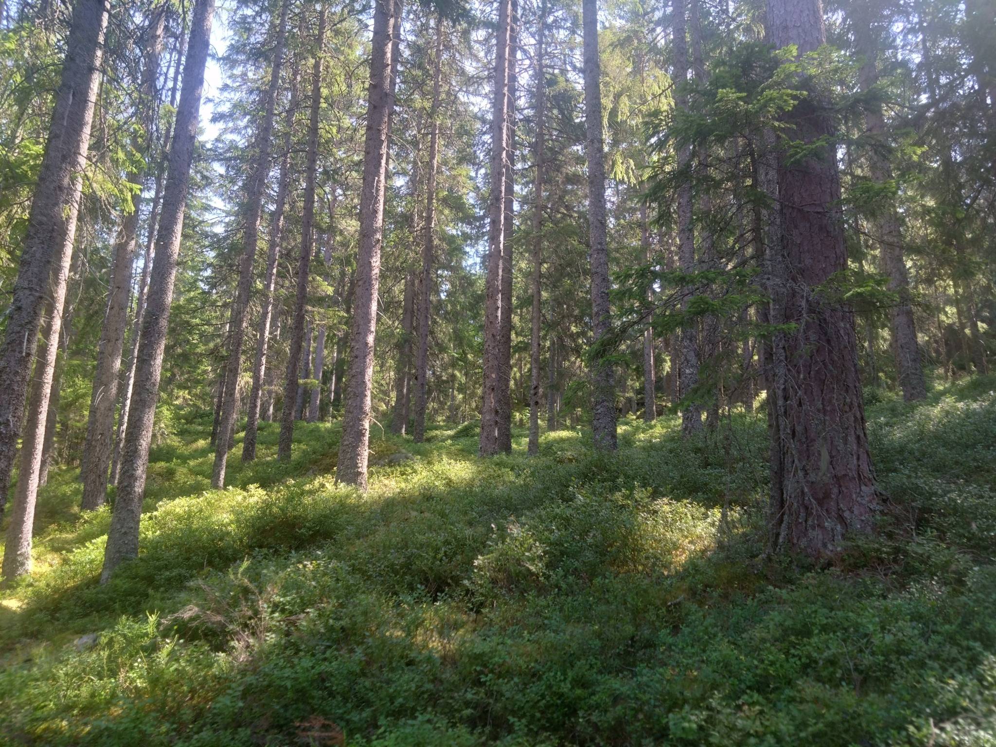 Gård/skog på Hyttskogen Resta Lindesbergs kommun - bild 9