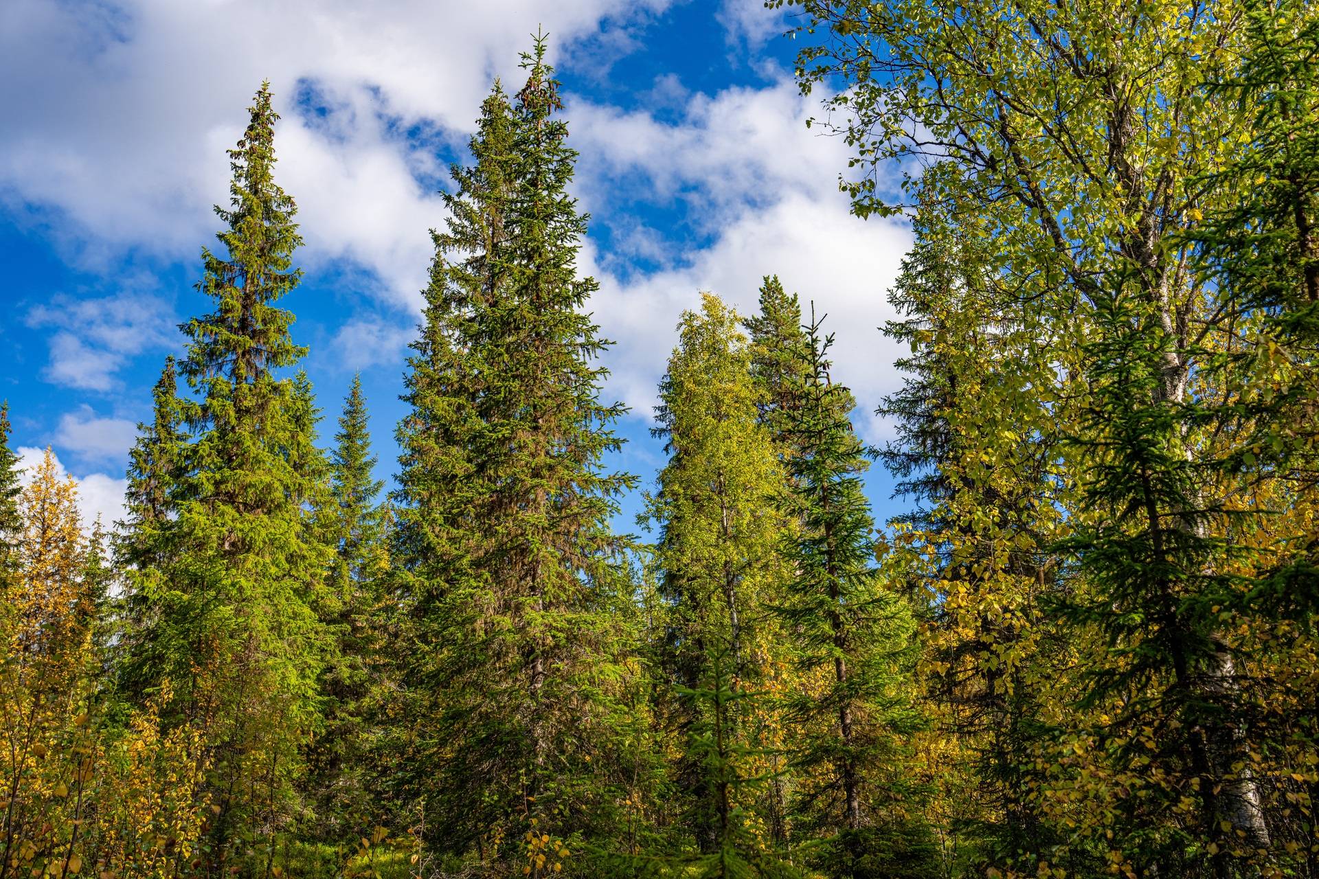 gård/skog på Bäckmark 1:5 Storuman, Storumans kommun - bild 5