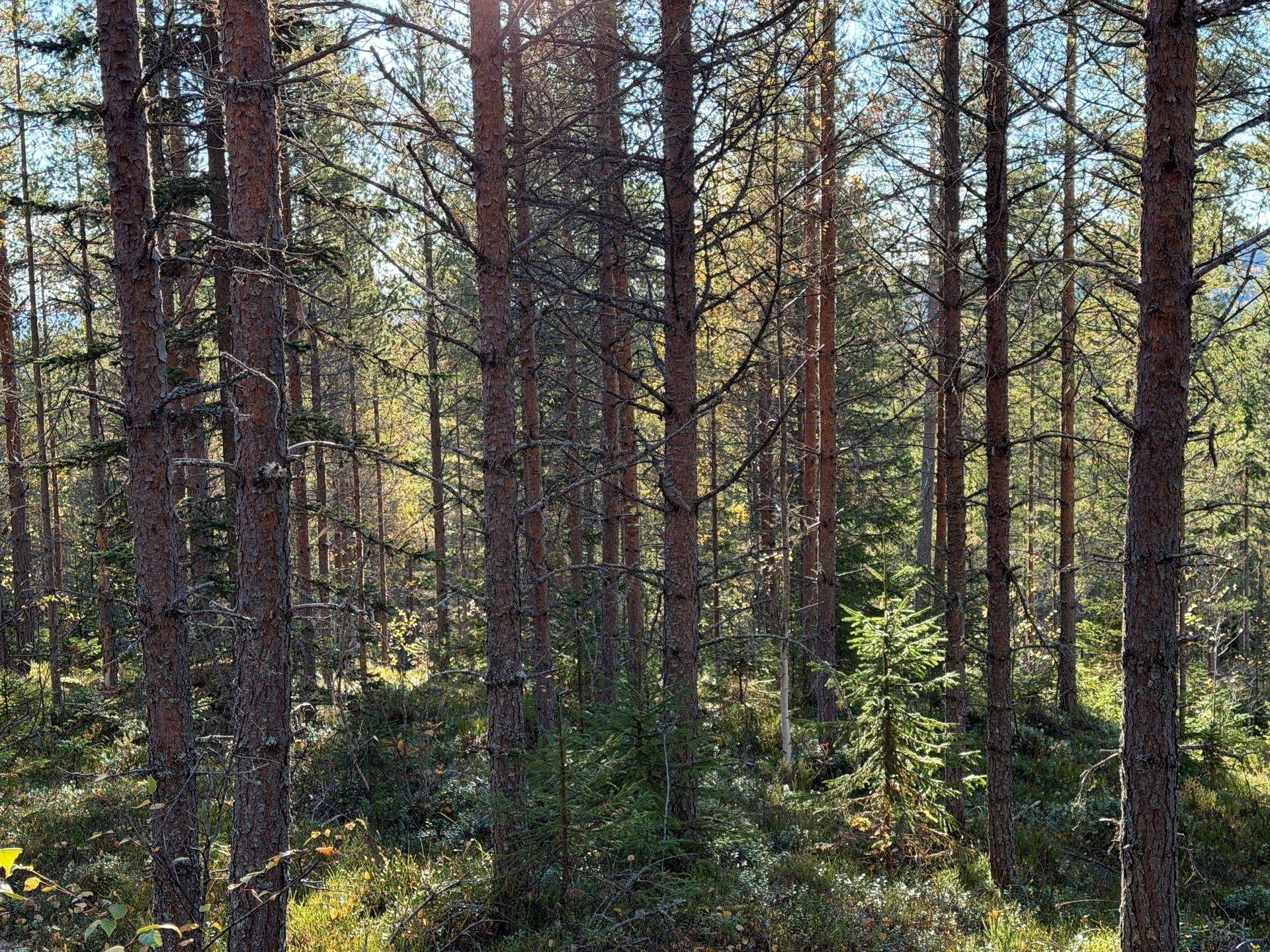 Gård/skog på Hansjö 8:5 Orsa kommun - bild 10