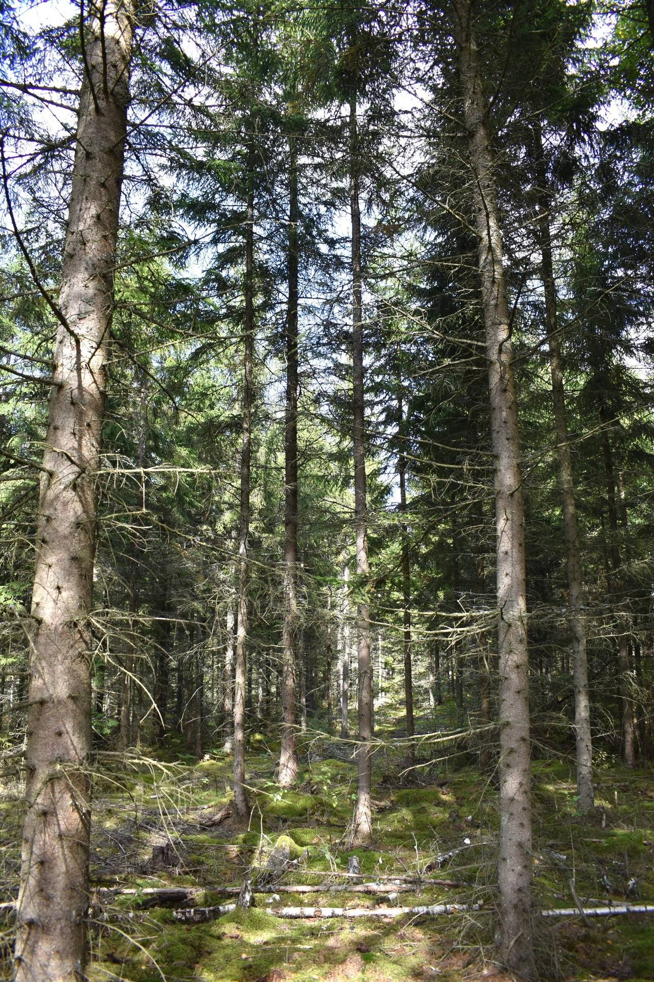 Gård med skogsbruk på Gårdsryd 1:2, 3:2 Gårdsryd Nybro kommun - bild 17