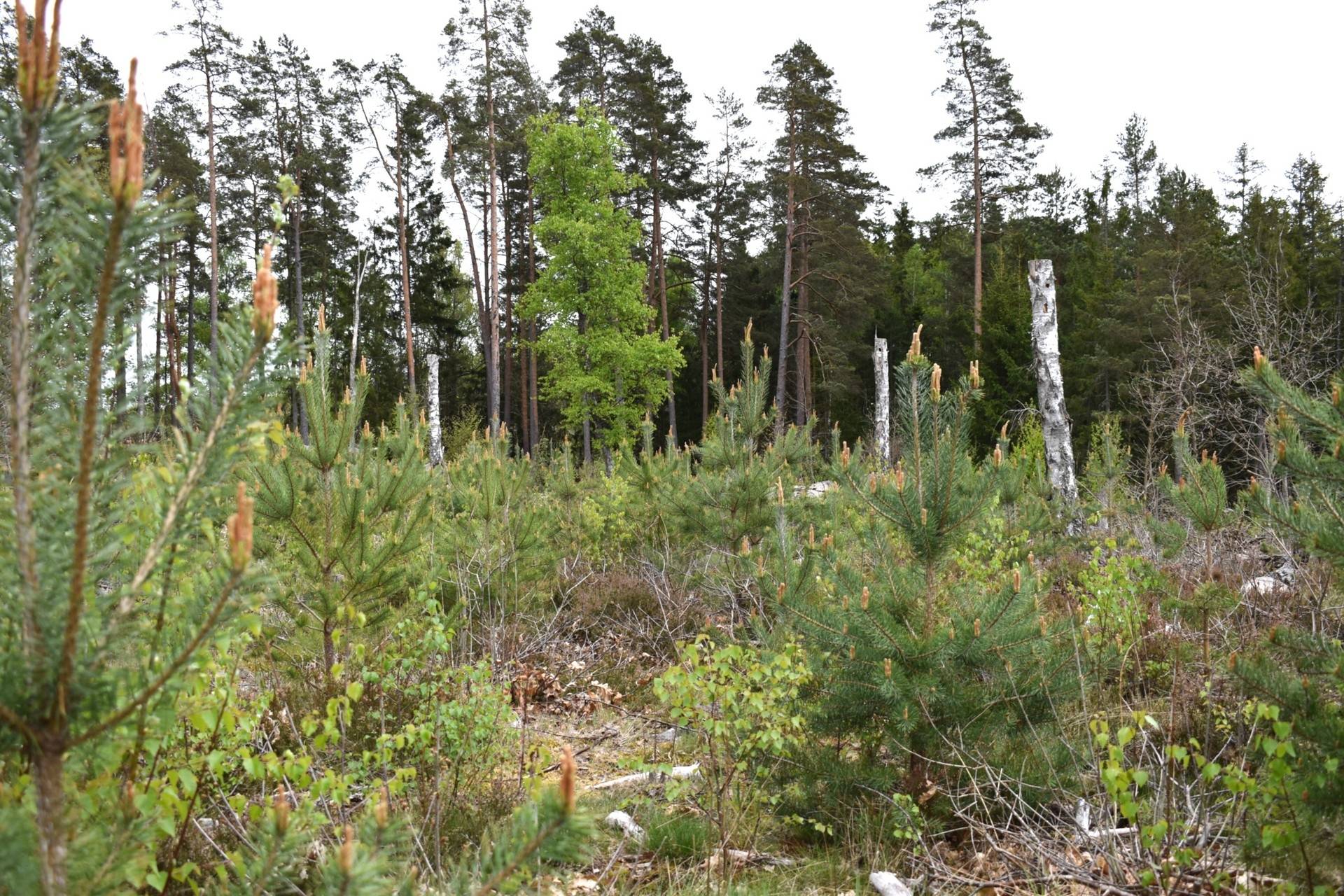 Gård med skogsbruk på Kalmar Kättilhult 1:12 Kalmar kommun - bild 4