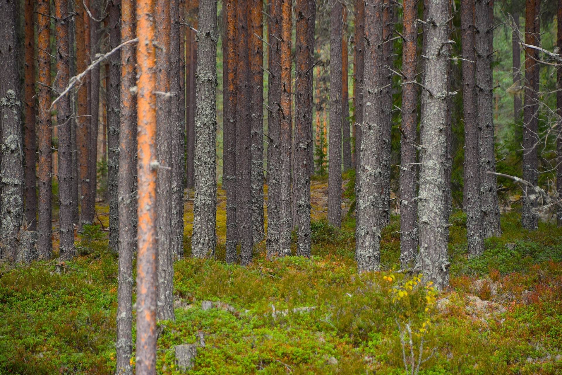 Gård med skogsbruk på Gravol Gravol Torsby kommun - bild 18