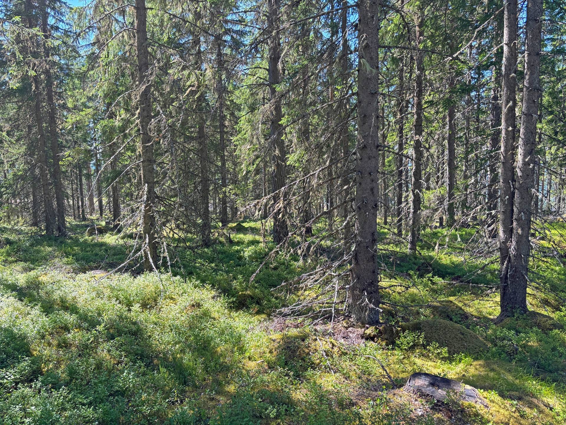 Gård/skog på Skog och vind i Järvsö omnejd Svartvallsberget Ljusdals kommun - bild 11