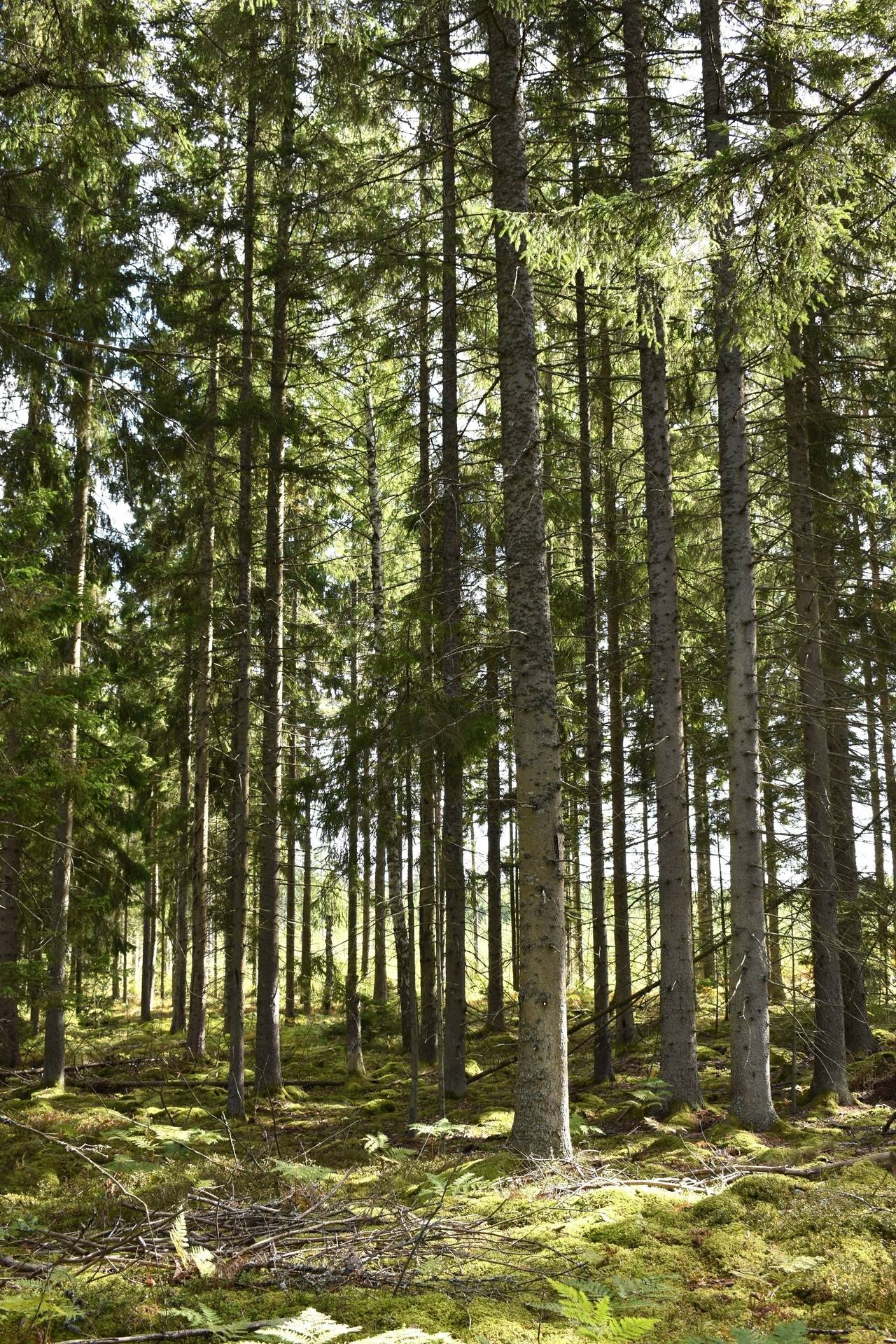 Gård med skogsbruk på Gårdsryd 1:2, 3:2 Gårdsryd Nybro kommun - bild 18