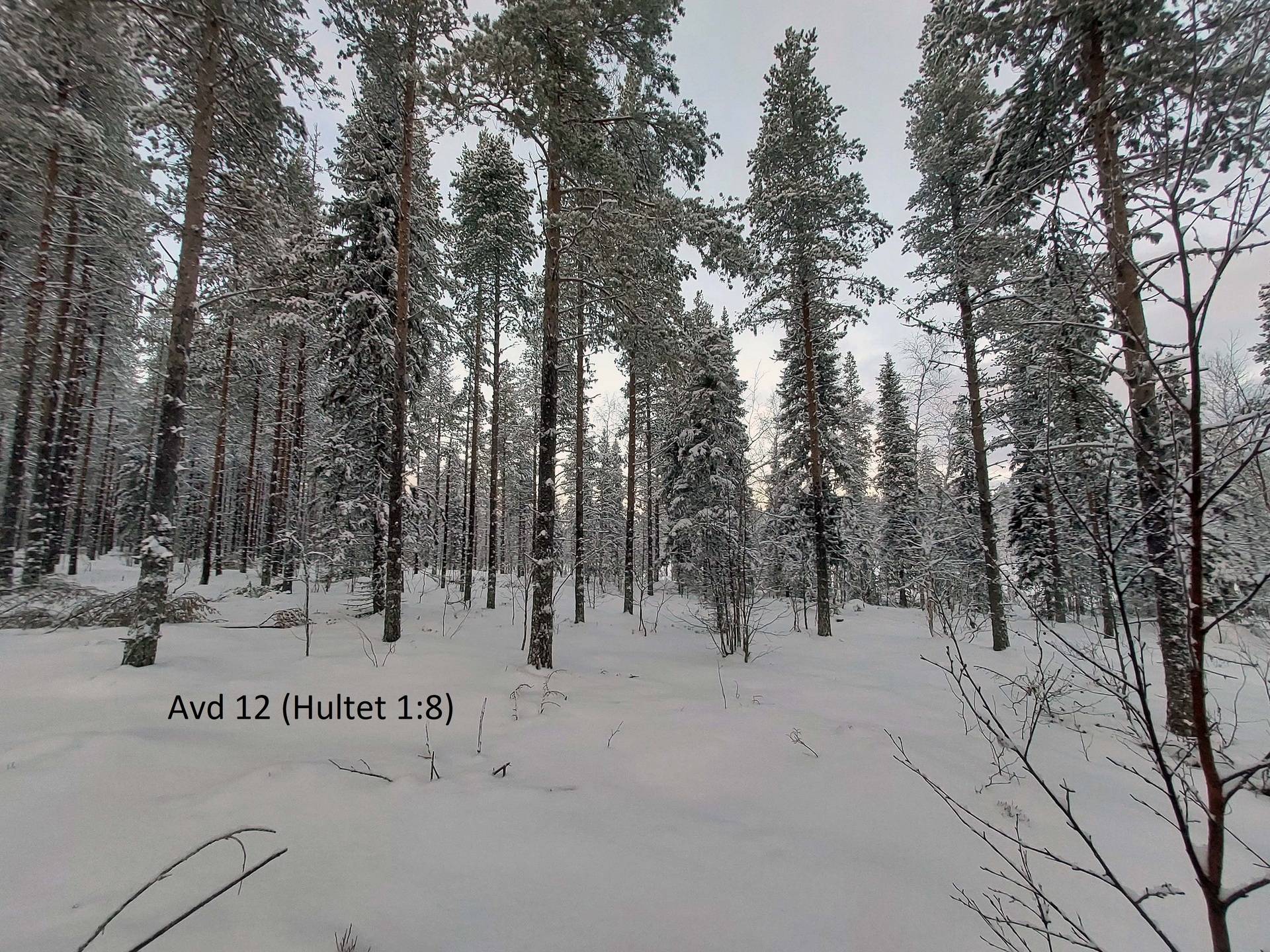 Gård med skogsbruk på Två skogsfastigheter i Långträsk Huvuddelen av skogarna är äldre gallringsskogar. Piteå kommun - bild 3