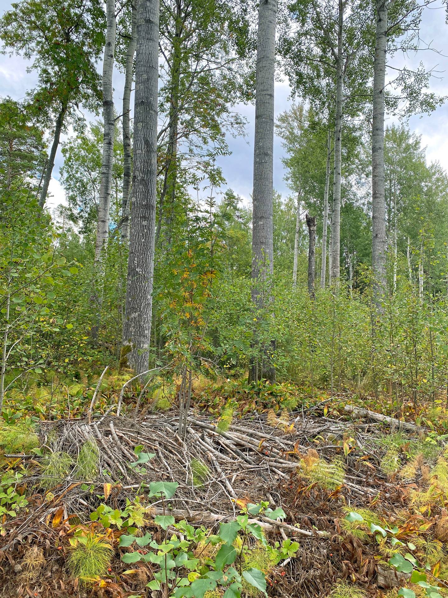 Gård med skogsbruk på Skog och jakt nära Söderhamn Hällmyra Söderhamns kommun - bild 9