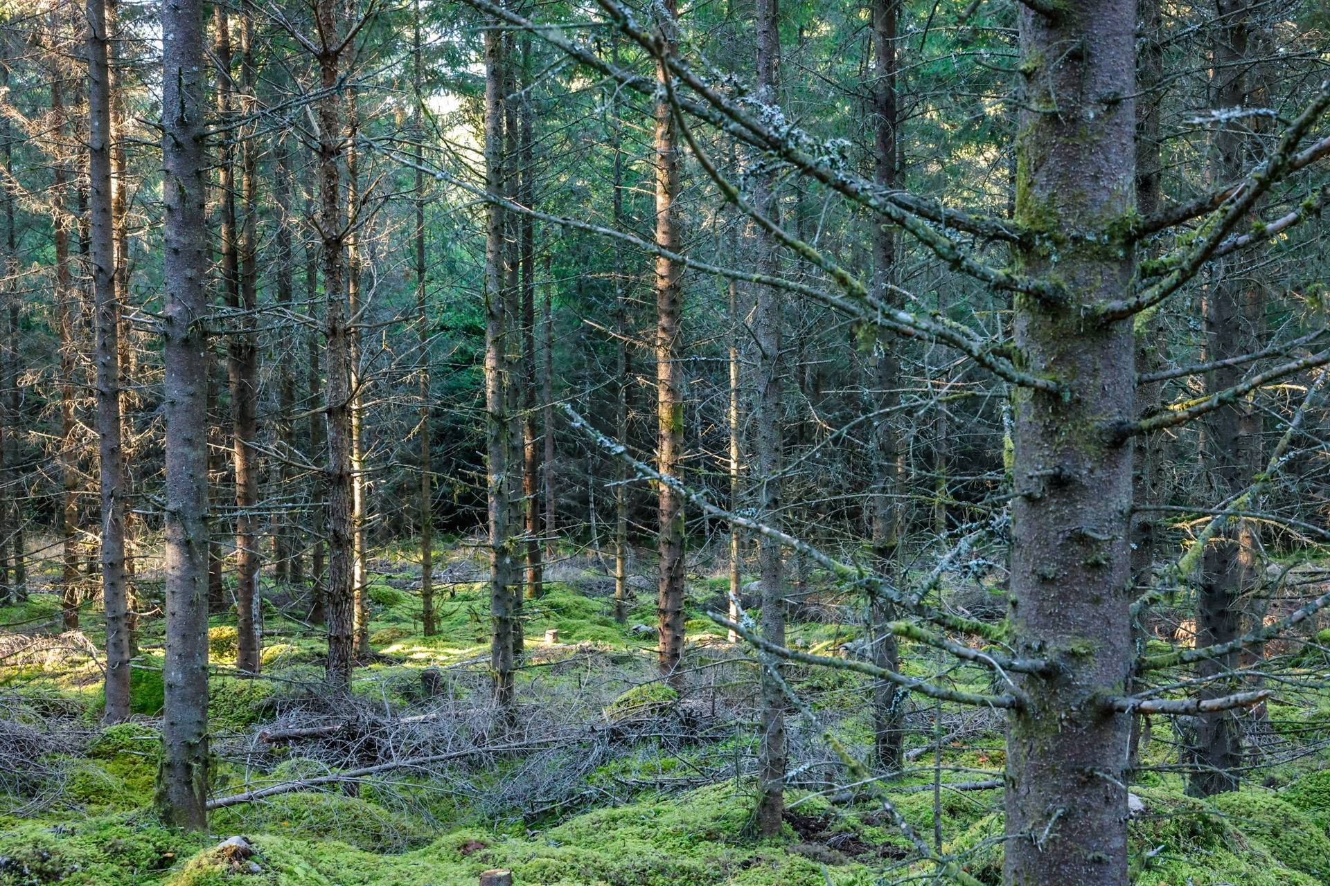 Gård/skog på SVENLJUNGA UGGLEBO 2:3 Örsås Svenljunga kommun - bild 30