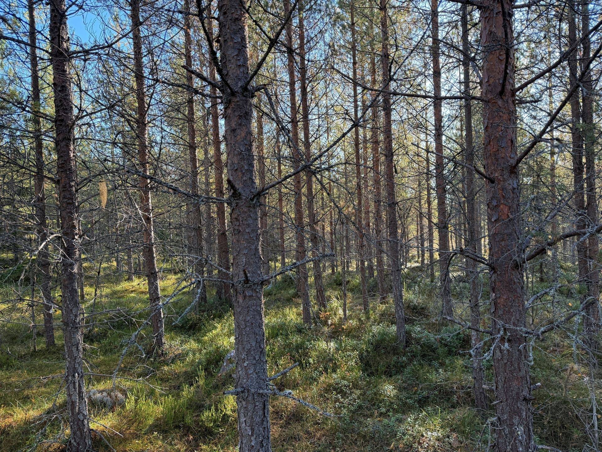 Gård/skog på Hansjö 8:5 Orsa kommun - bild 8