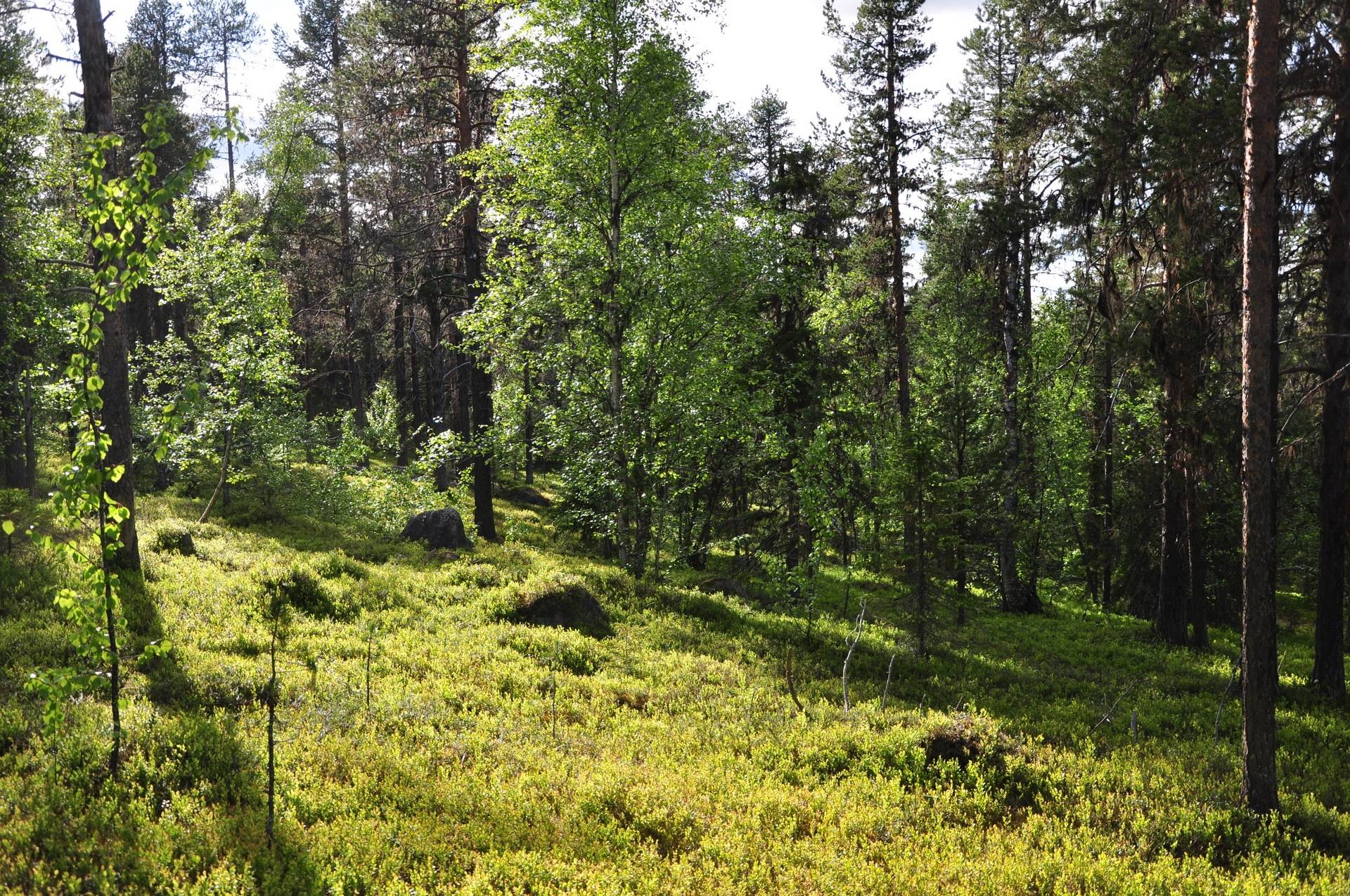 Gård/skog på Merasjärvi Kiruna kommun - bild 9