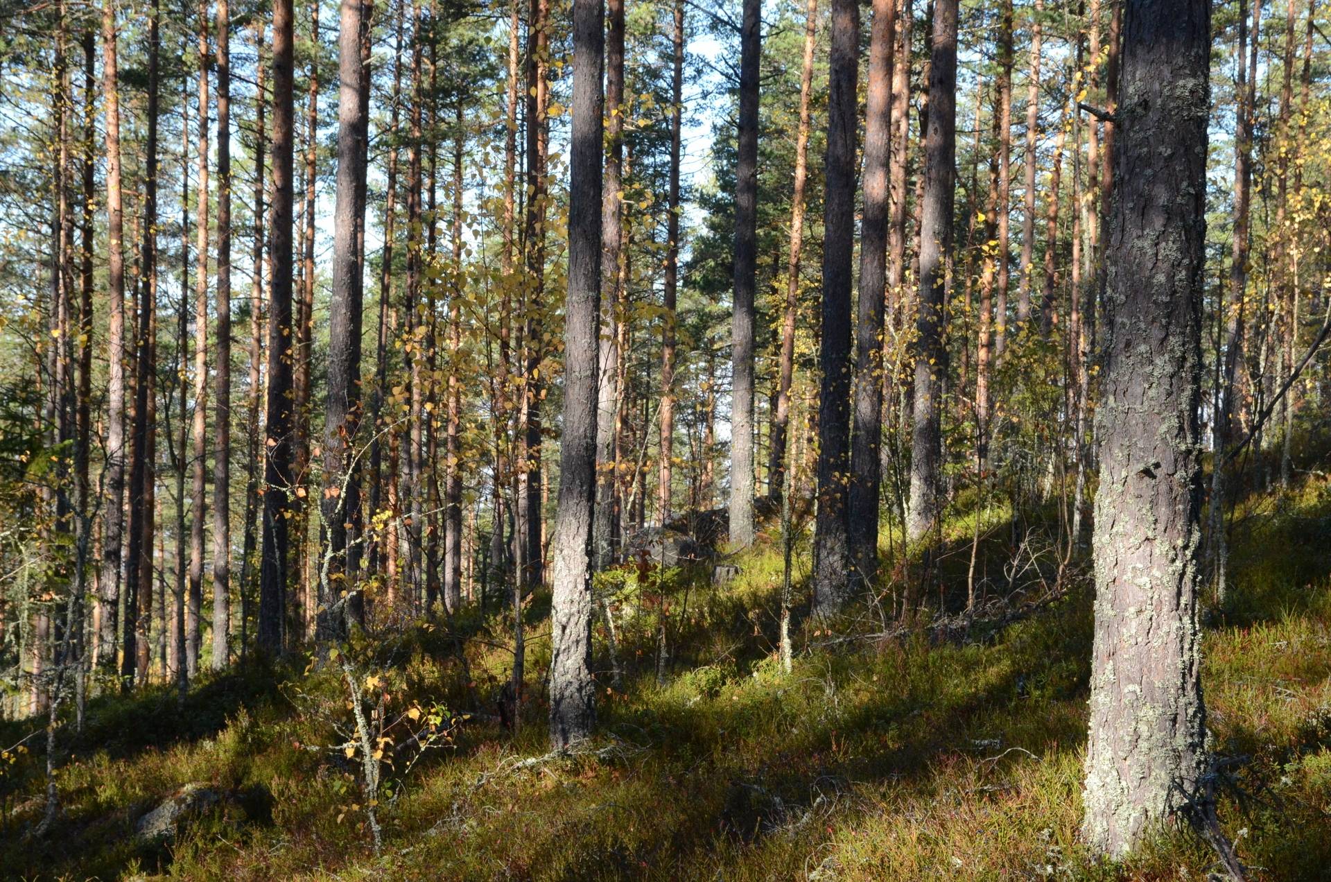 Gård med skogsbruk på Utanmyra Falu kommun - bild 43