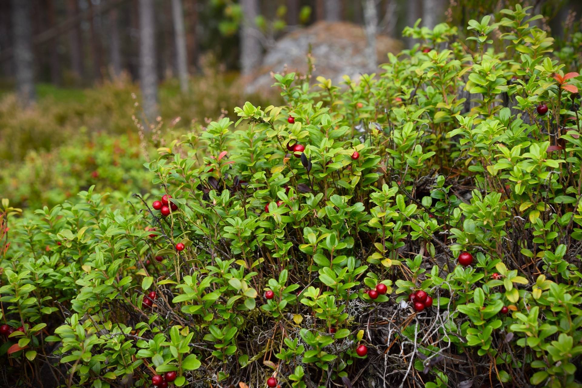 Gård med skogsbruk på Gravol Gravol Torsby kommun - bild 11